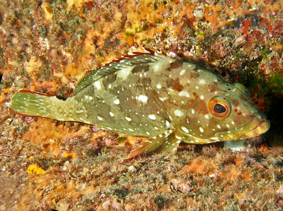 Starry Grouper - Epinephelus labriformis - Cabo San Lucas, Mexico