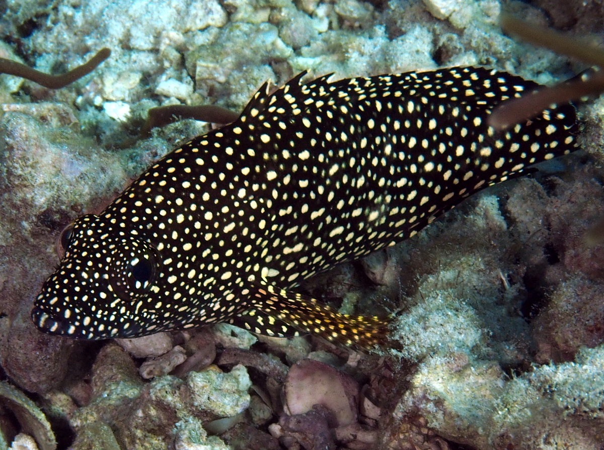 Specklefin Grouper - Epinephelus ongus