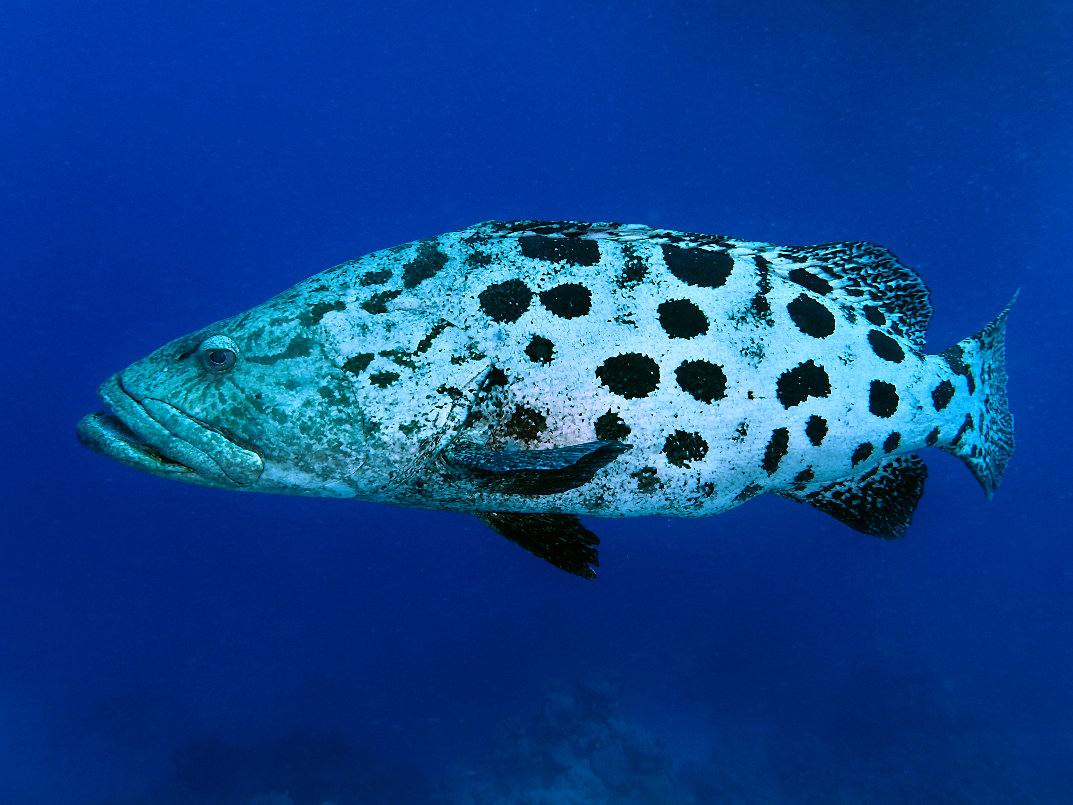 Potato Cod - Epinephelus tukula