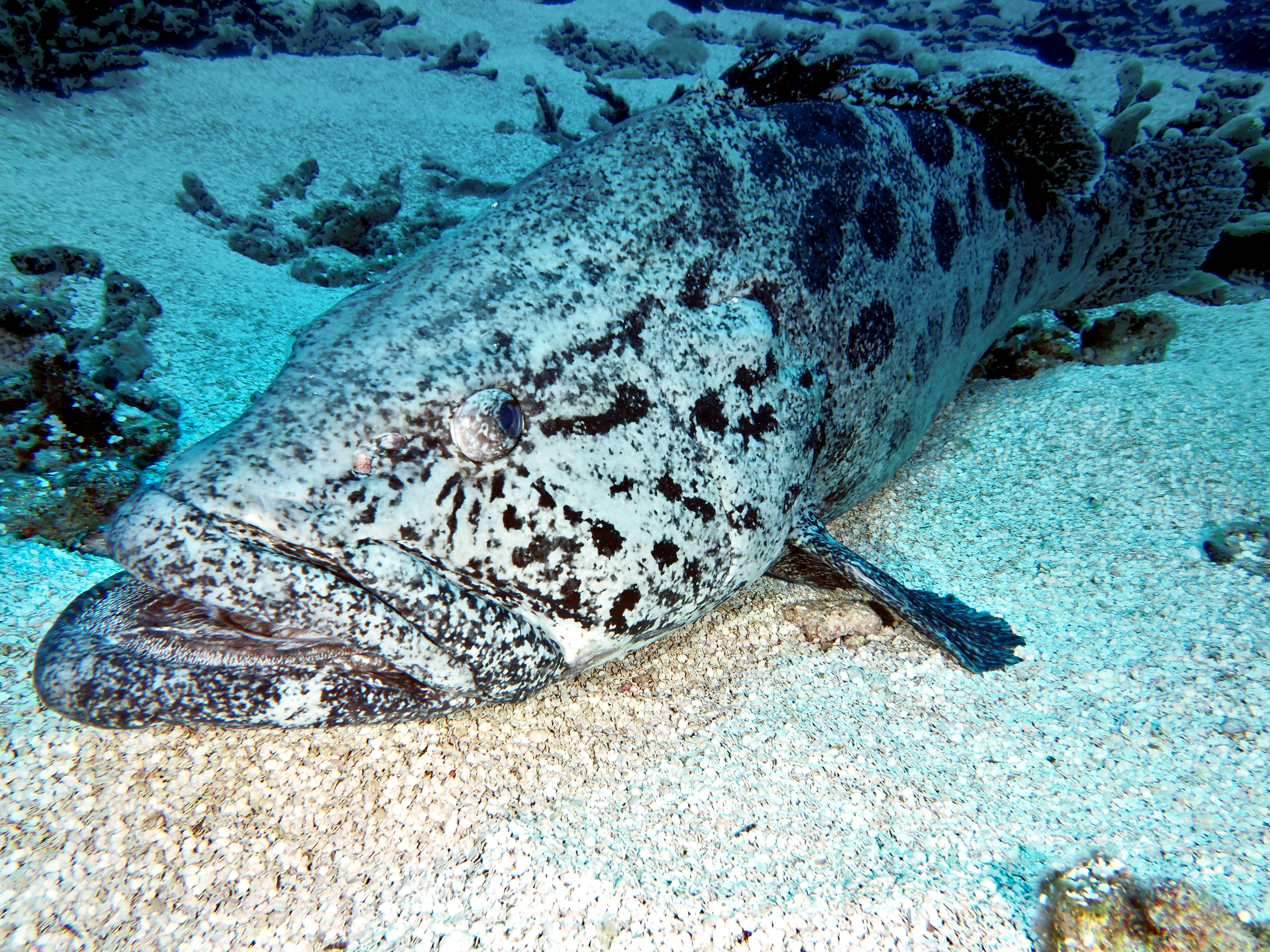 Potato Cod - Epinephelus tukula