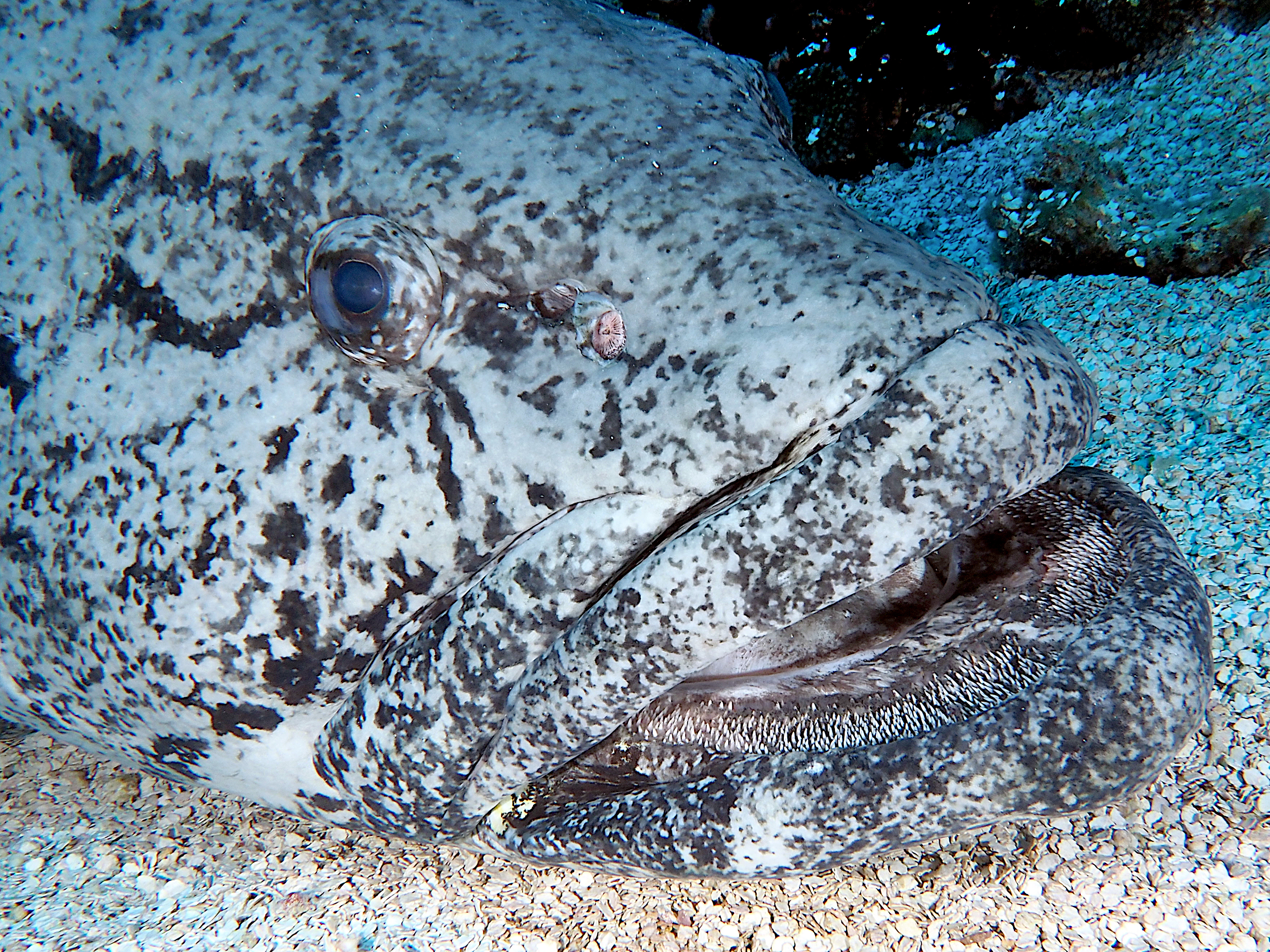 Potato Cod - Epinephelus tukula