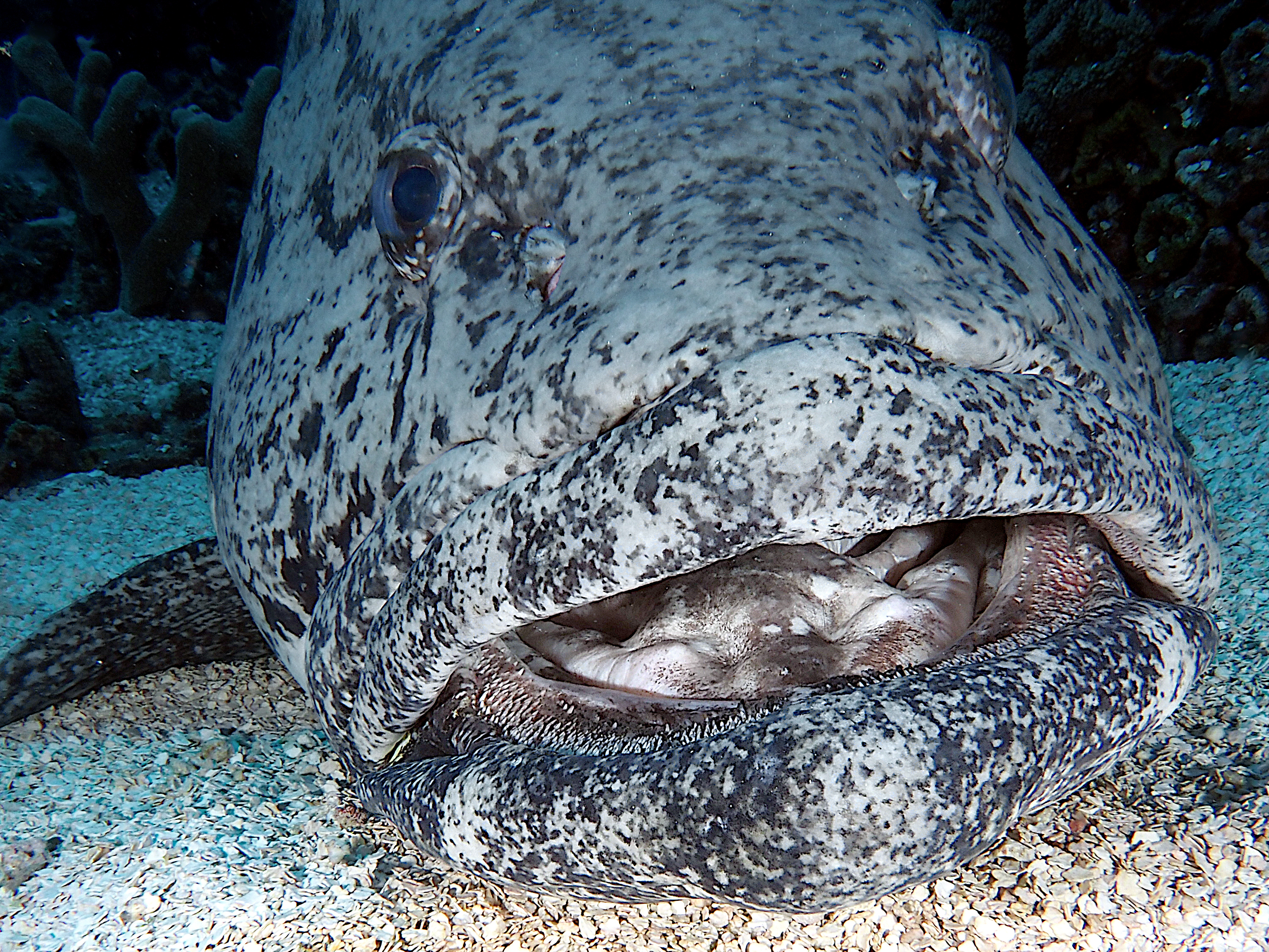 Potato Cod - Epinephelus tukula