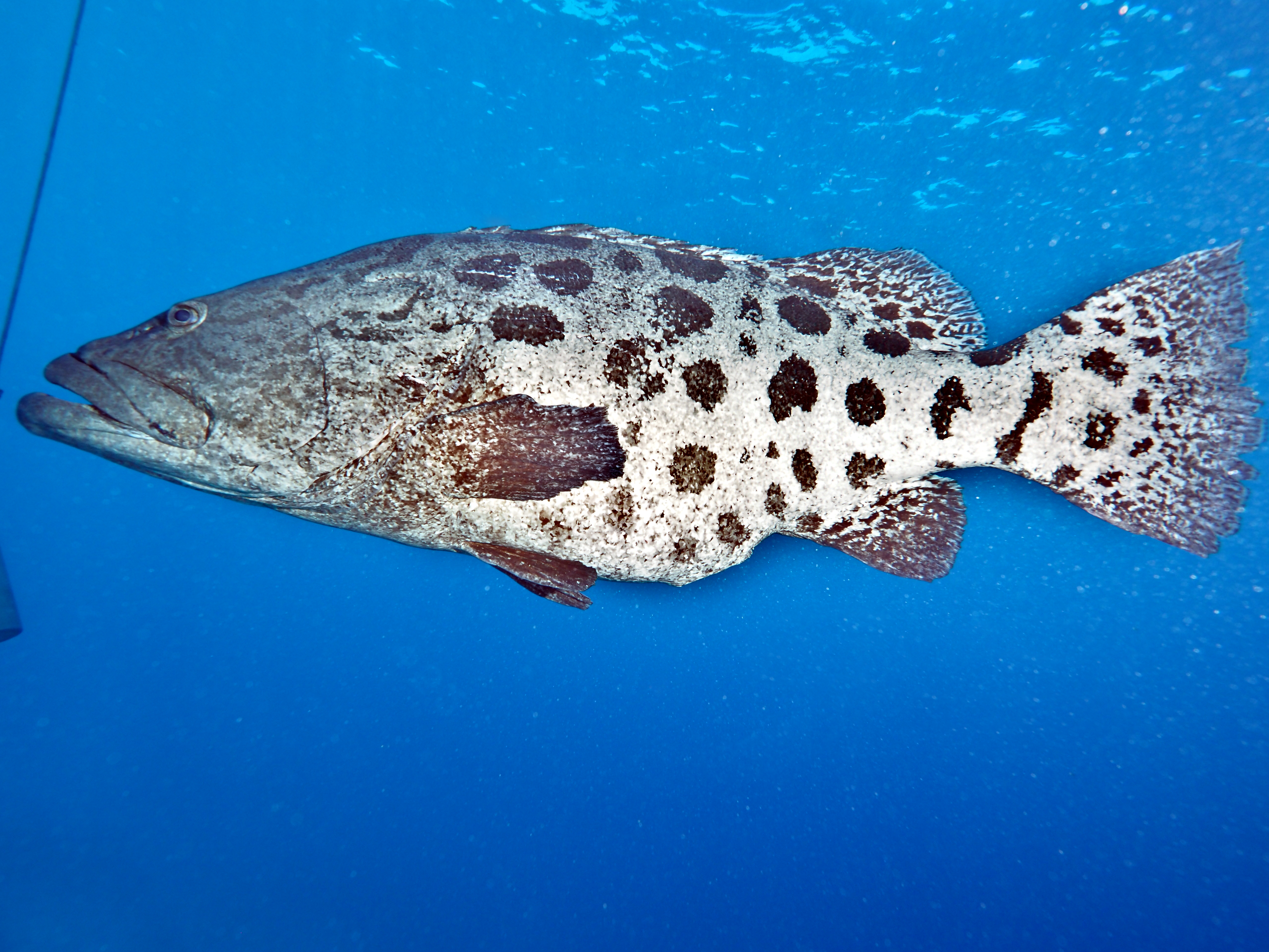 Potato Cod - Epinephelus tukula