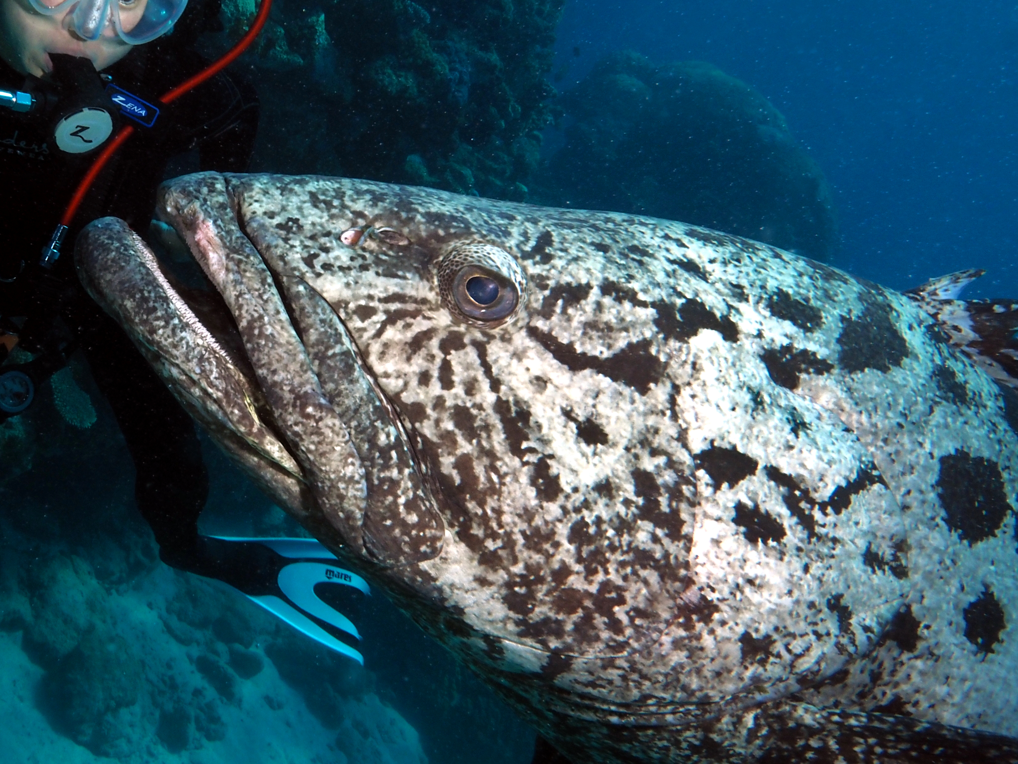 Potato Cod - Epinephelus tukula