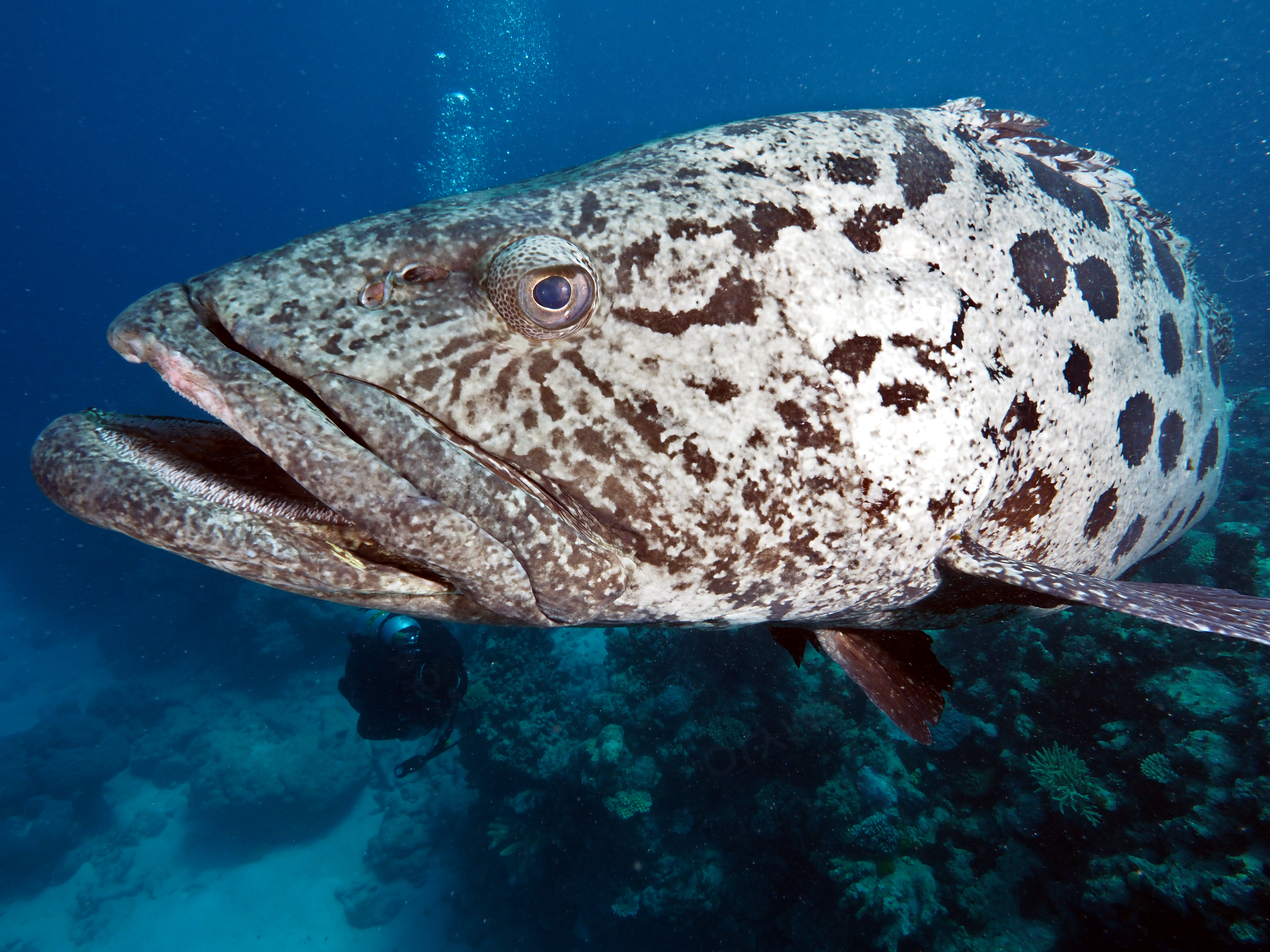 Potato Cod - Epinephelus tukula