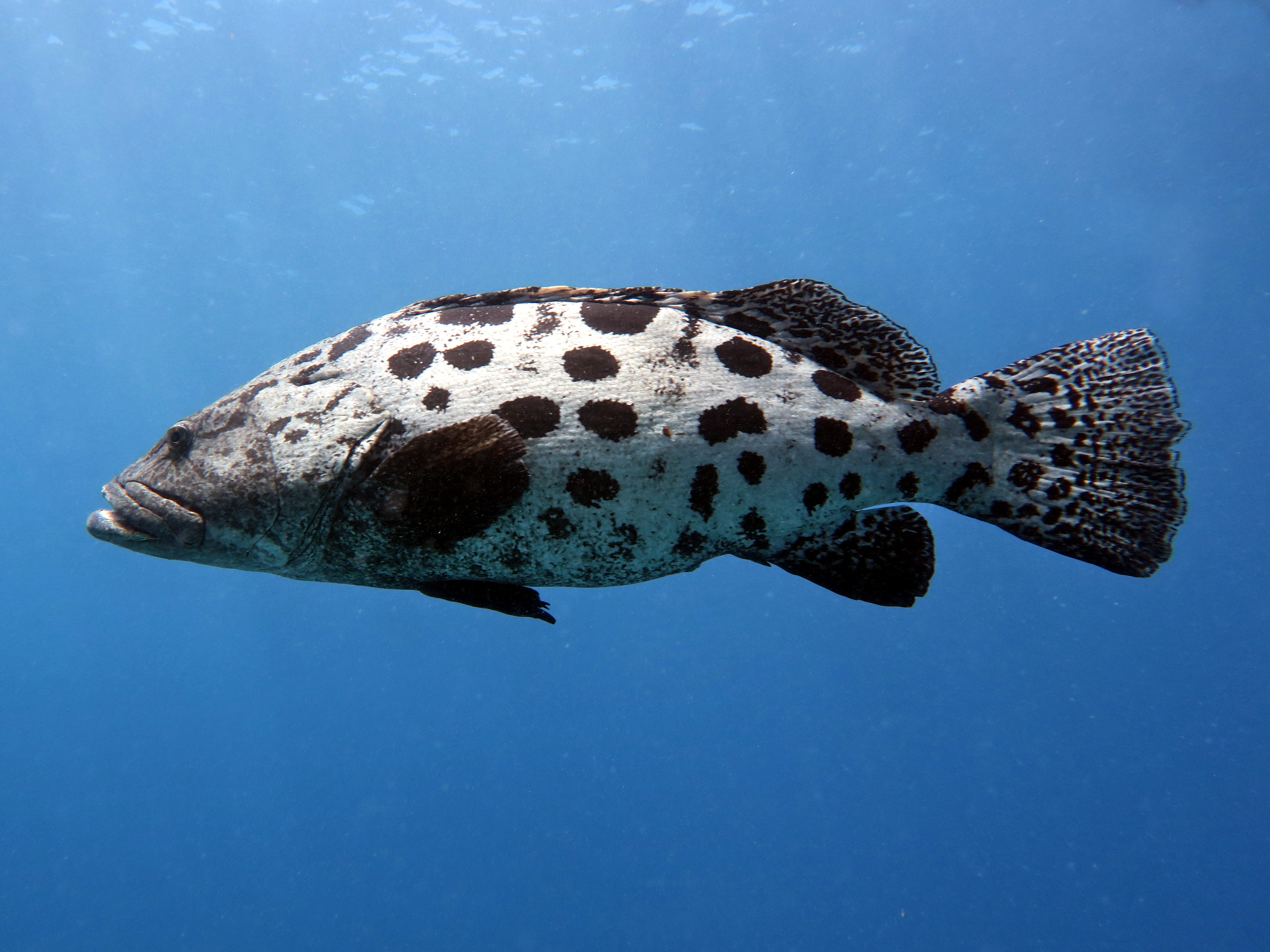 Potato Cod - Epinephelus tukula