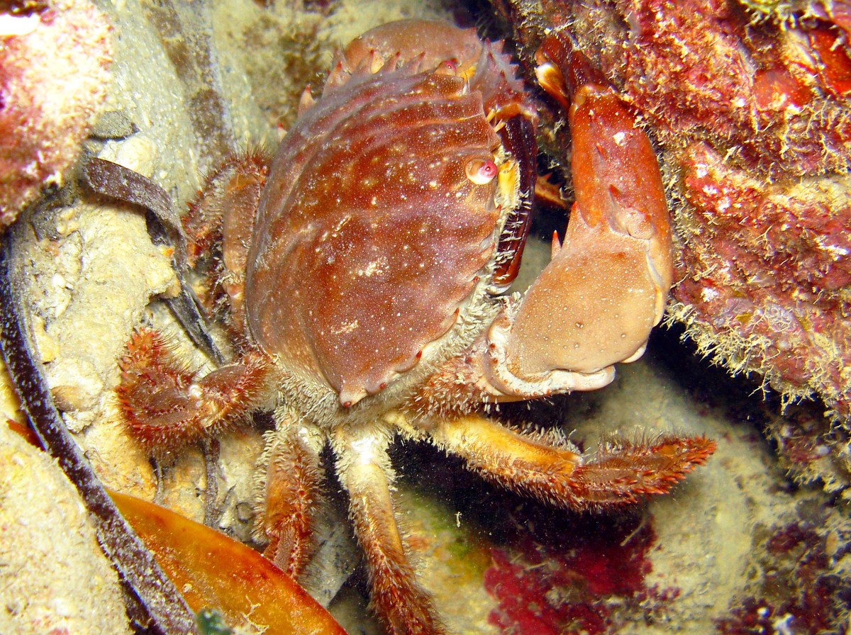 Sawedged Spooner Crab - Etisus utilis - Yap, Micronesia