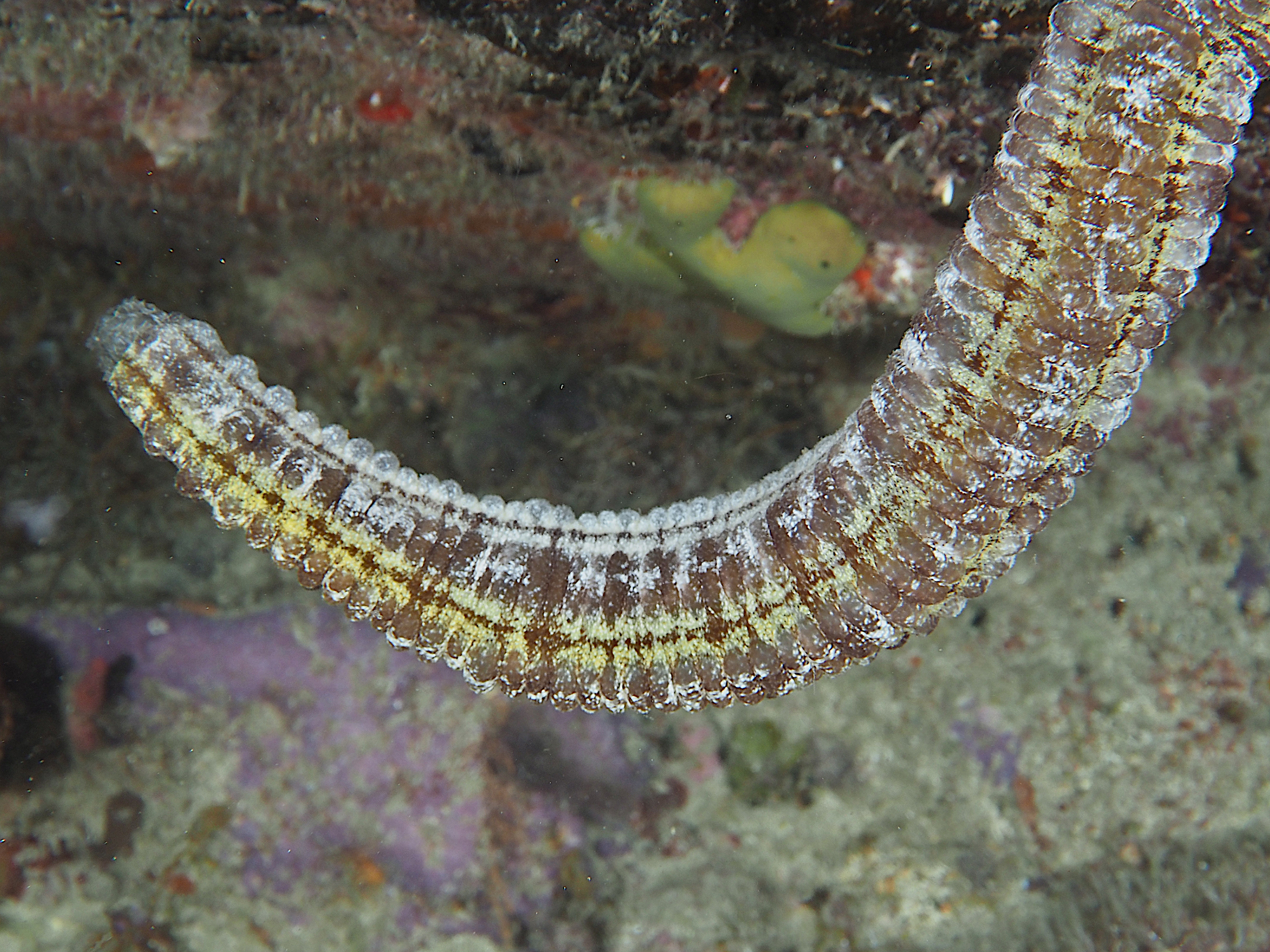 Beaded Sea Cucumber - Euapta lappa