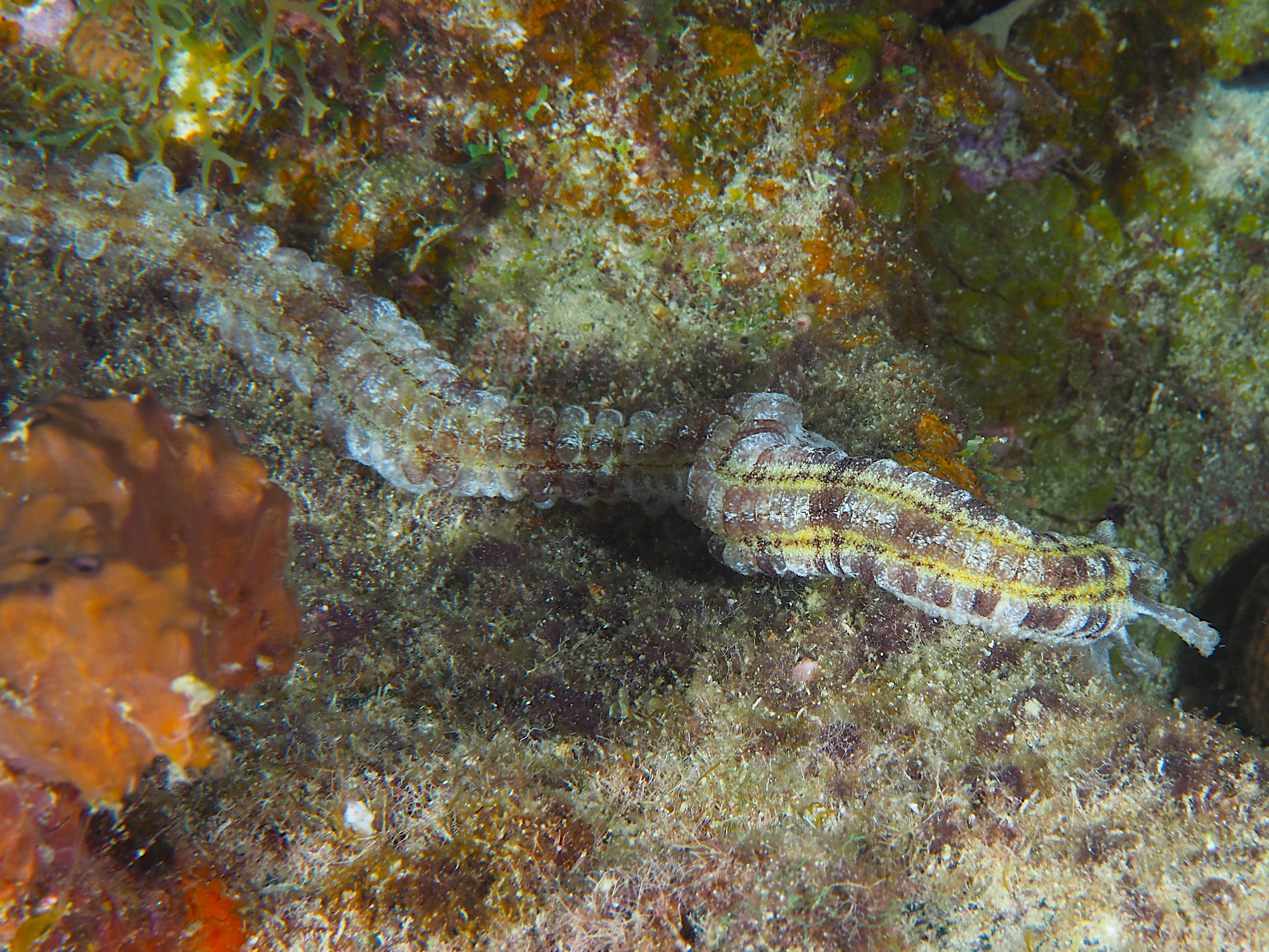 Beaded Sea Cucumber - Euapta lappa