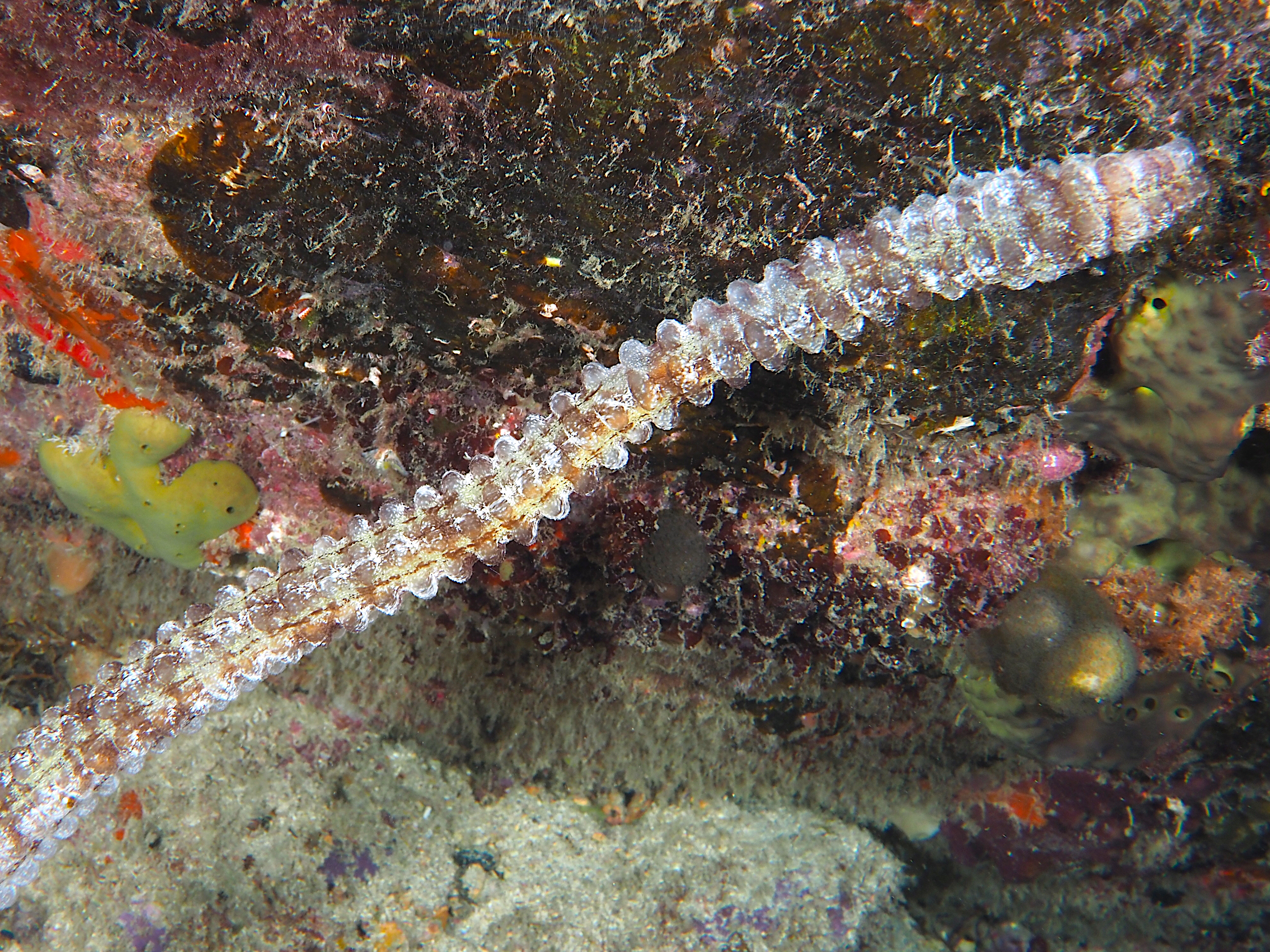 Beaded Sea Cucumber - Euapta lappa