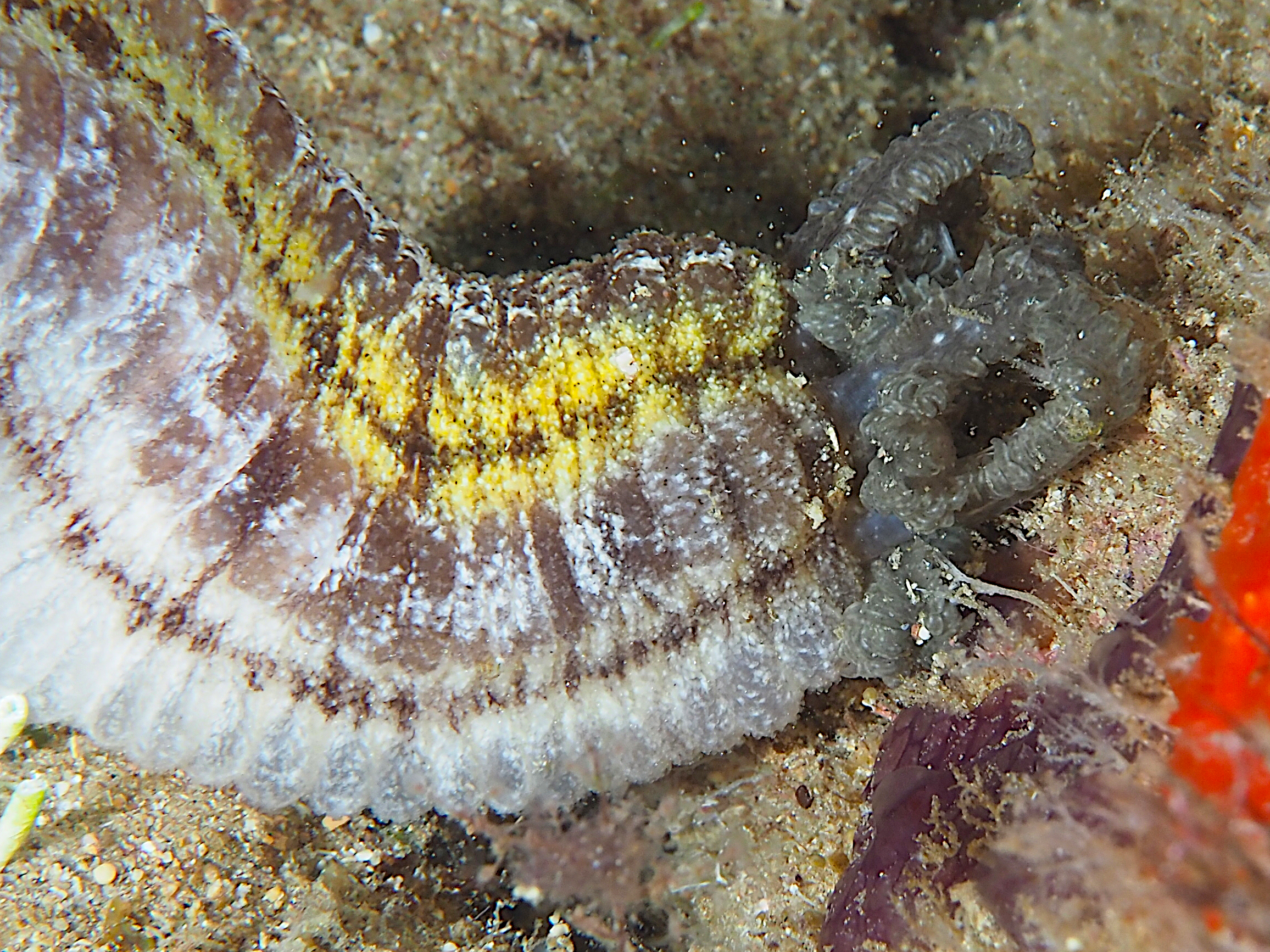 Beaded Sea Cucumber - Euapta lappa