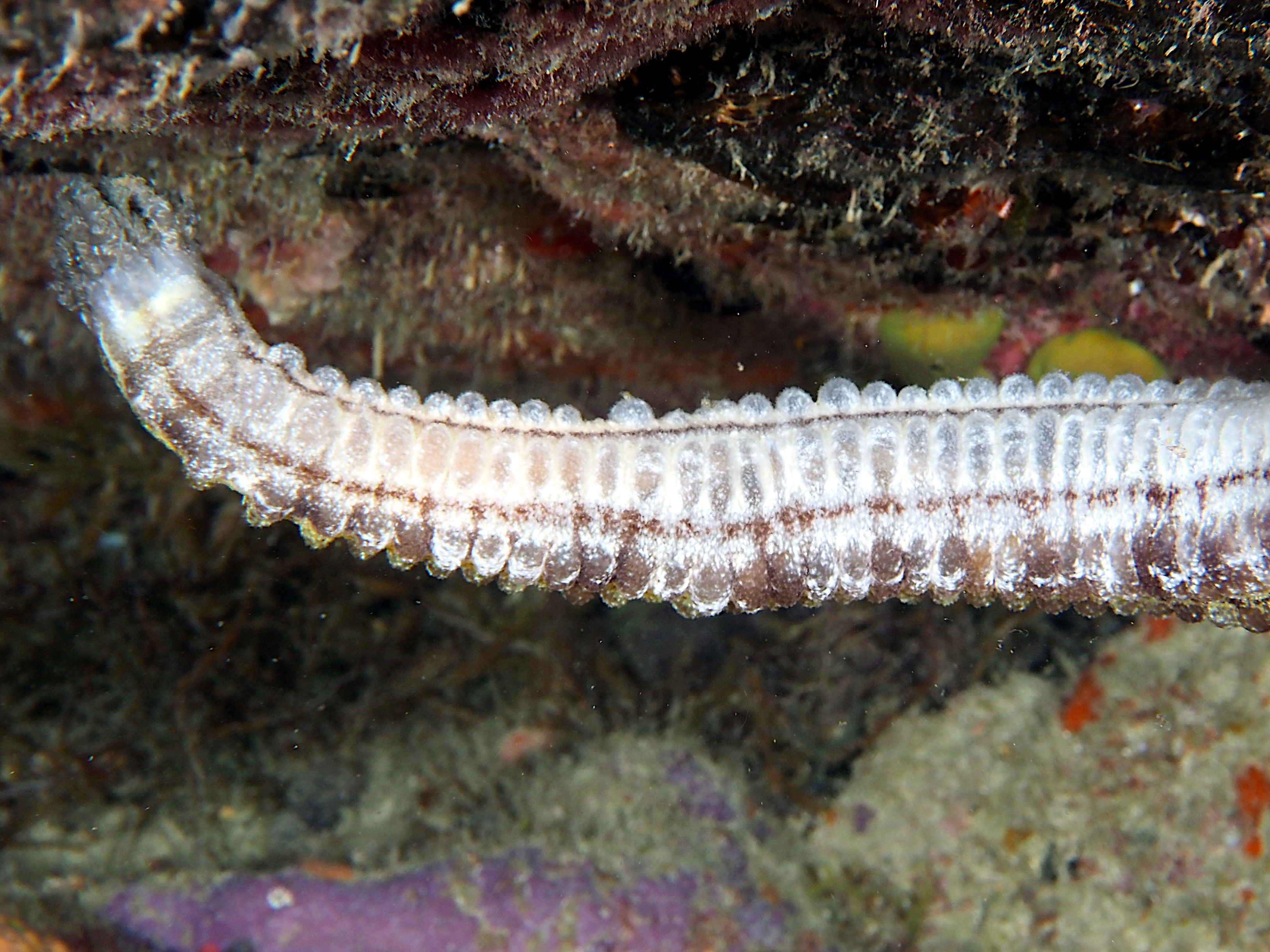 Beaded Sea Cucumber - Euapta lappa
