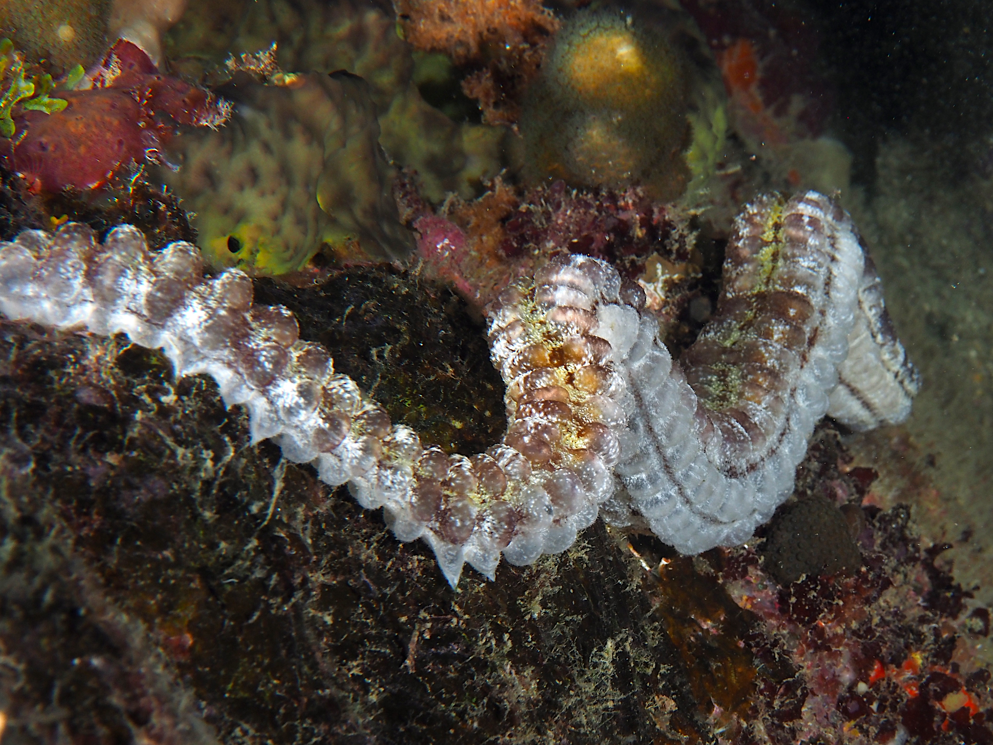 Beaded Sea Cucumber - Euapta lappa