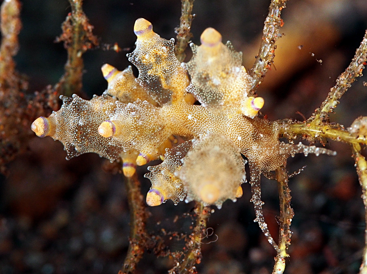 Eubranchus mandapamensis - Eubranchus mandapamensis - Bali, Indonesia