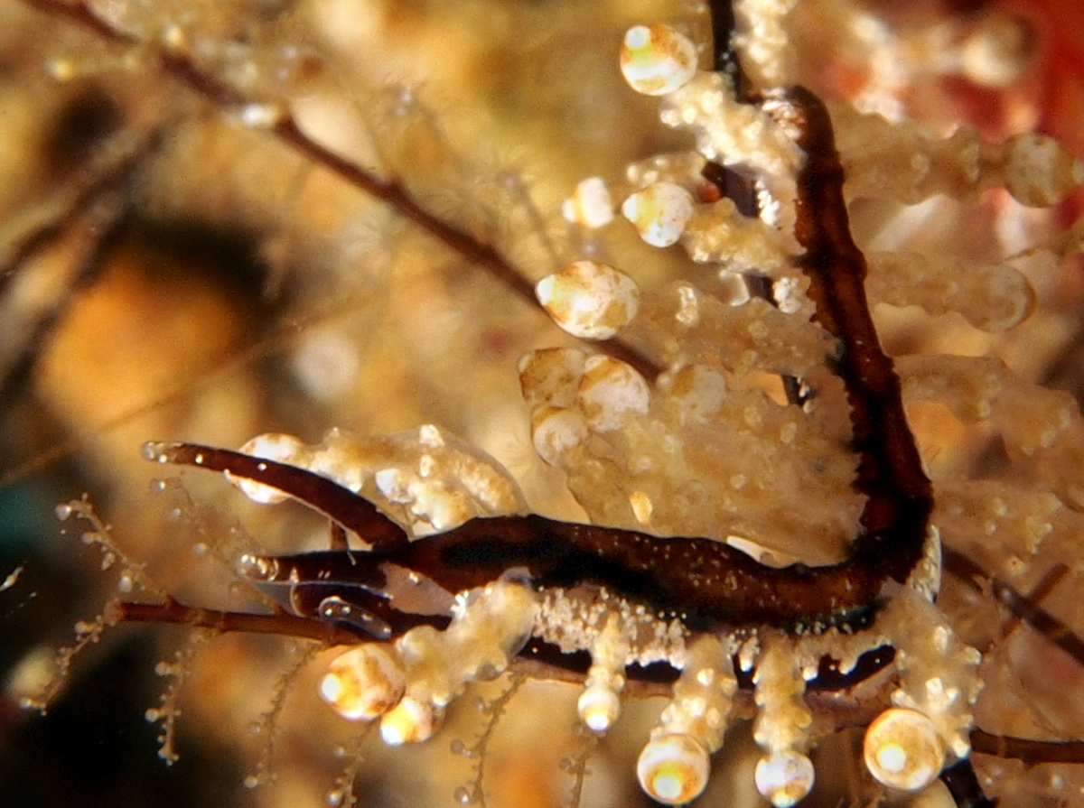 Eubranchus sp. 2 - Eubranchus sp. 2