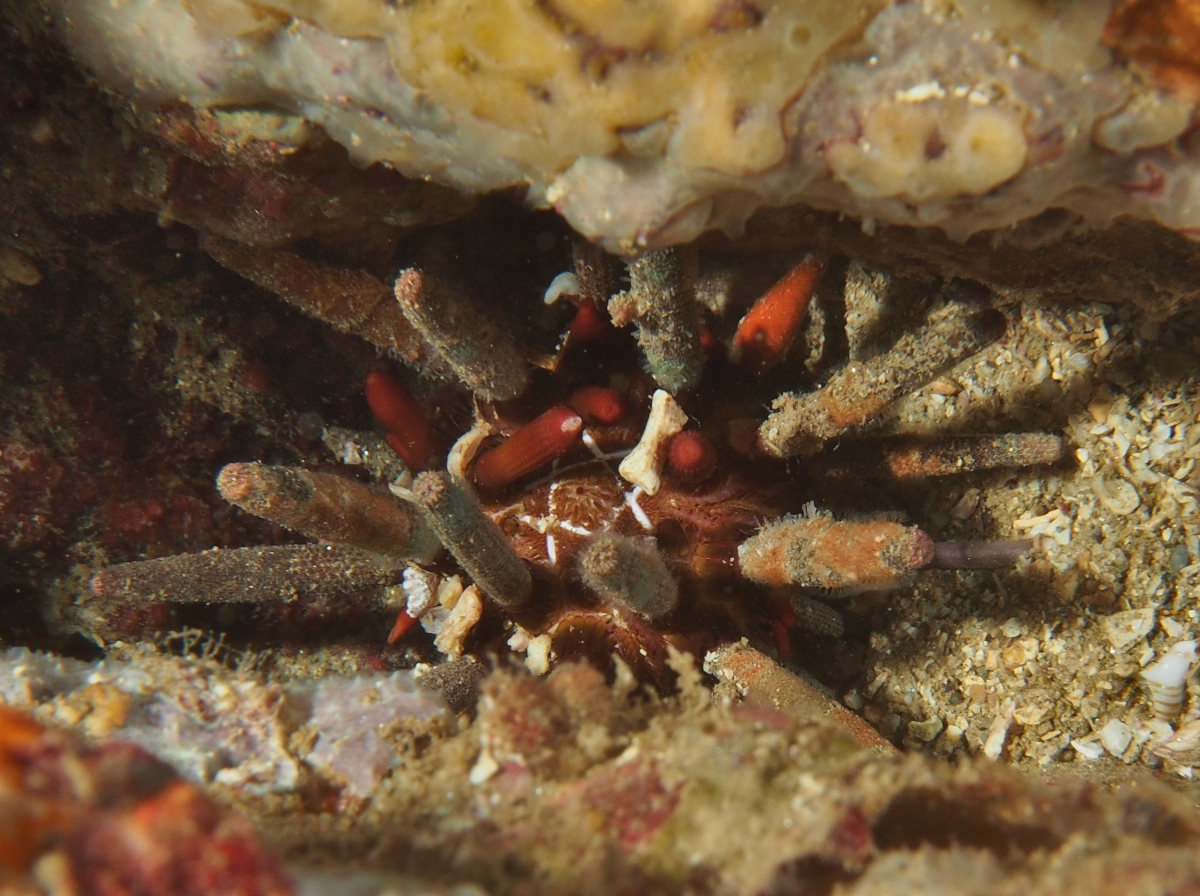 East Pacific Slate Pencil Urchin - Eucidaris thouarsii - Cabo San Lucas, Mexico