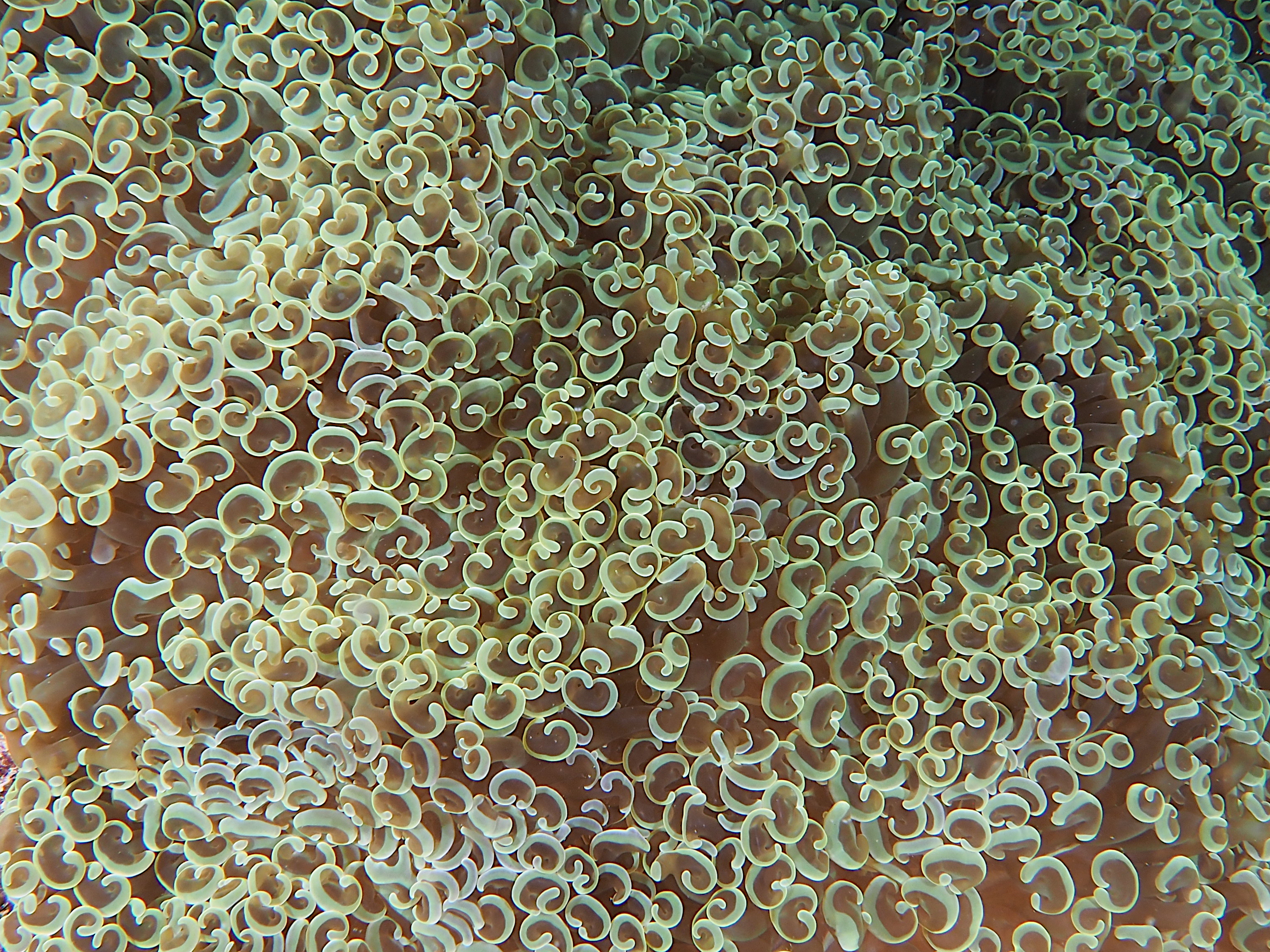 Anchor Coral - Fimbriaphyllia ancora
