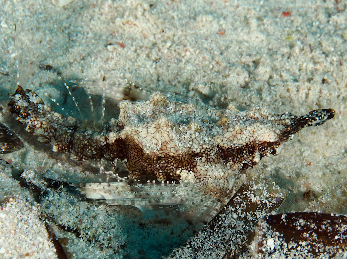 Dragon Sea Moth - Eurypegasus draconis