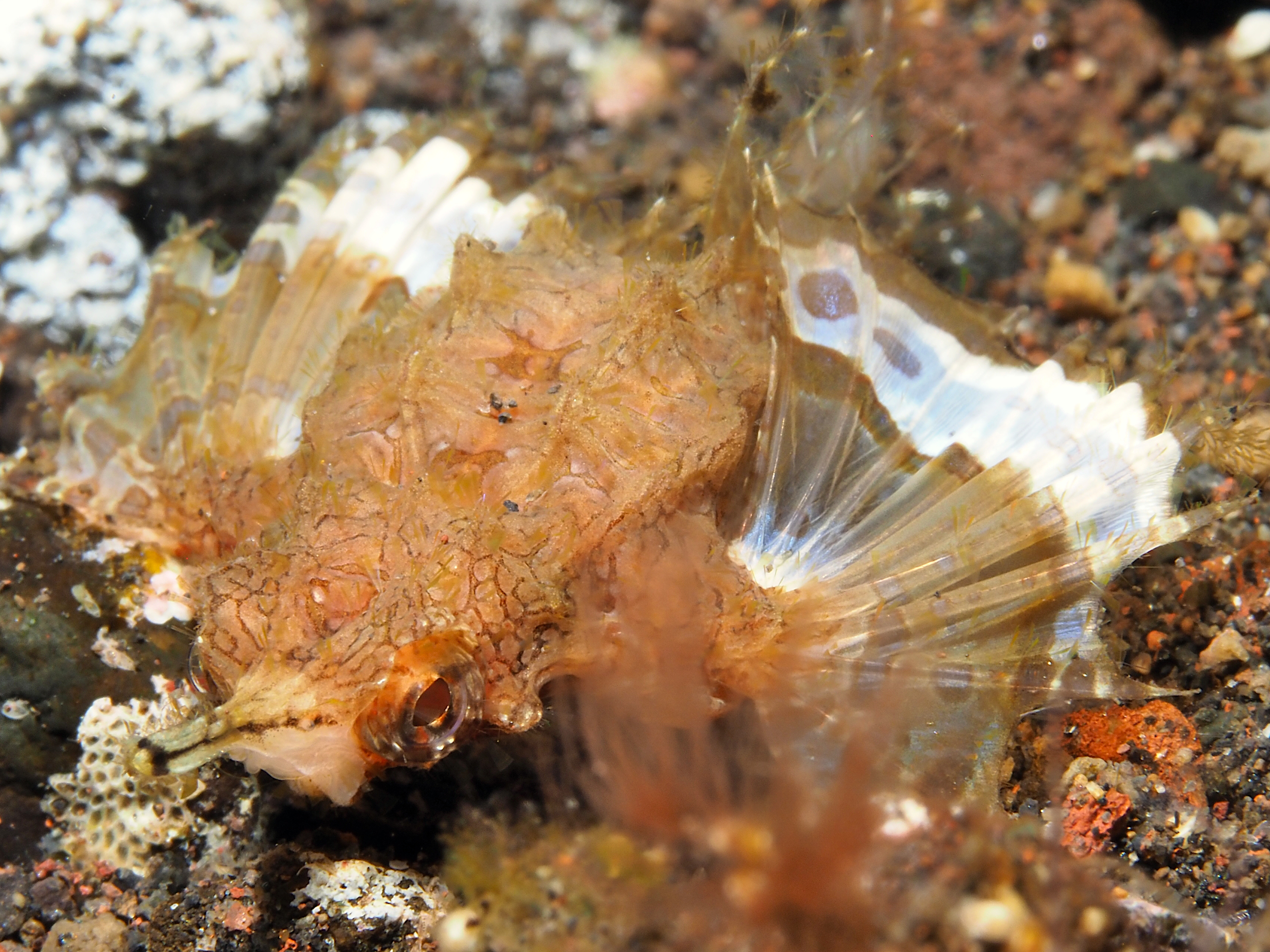 Dragon Sea Moth - Eurypegasus draconis