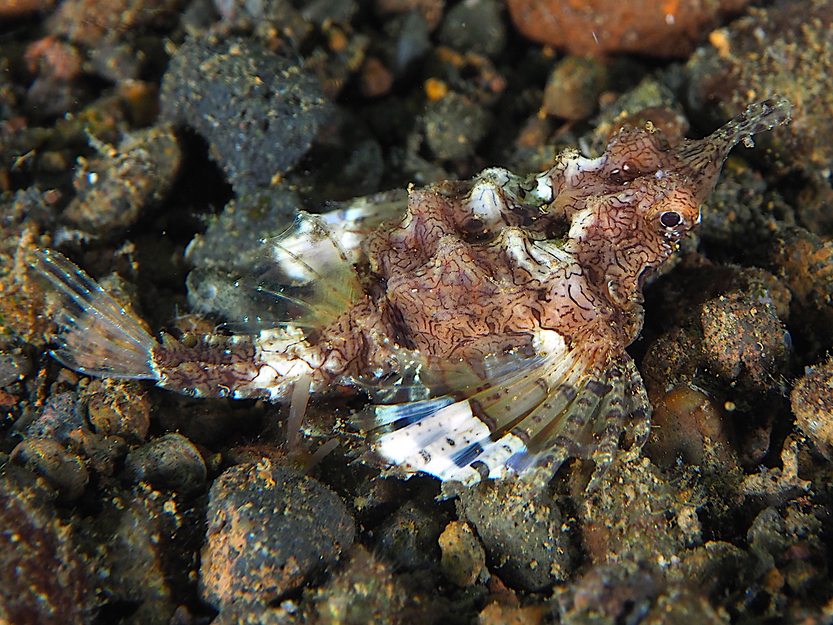 Dragon Sea Moth - Eurypegasus draconis