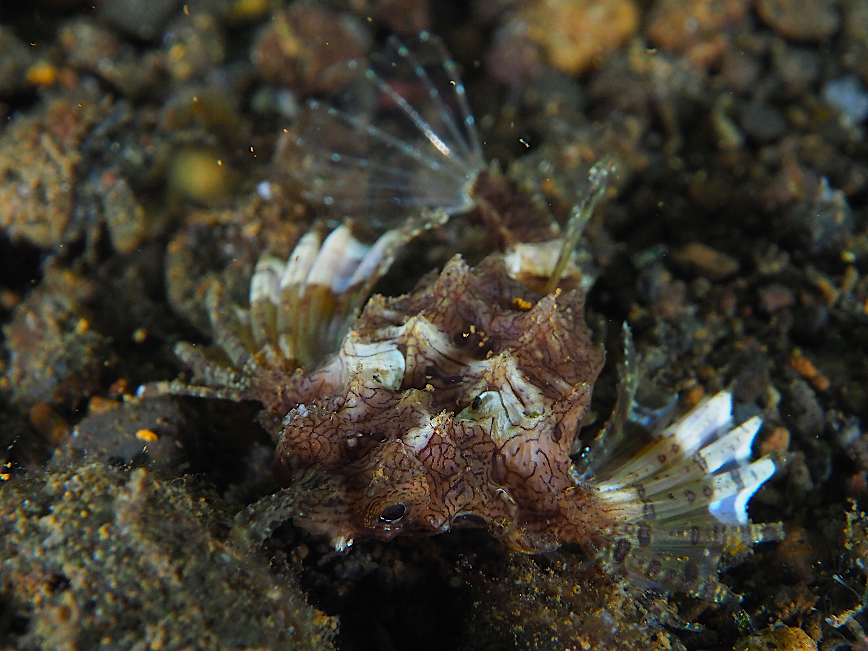 Dragon Sea Moth - Eurypegasus draconis