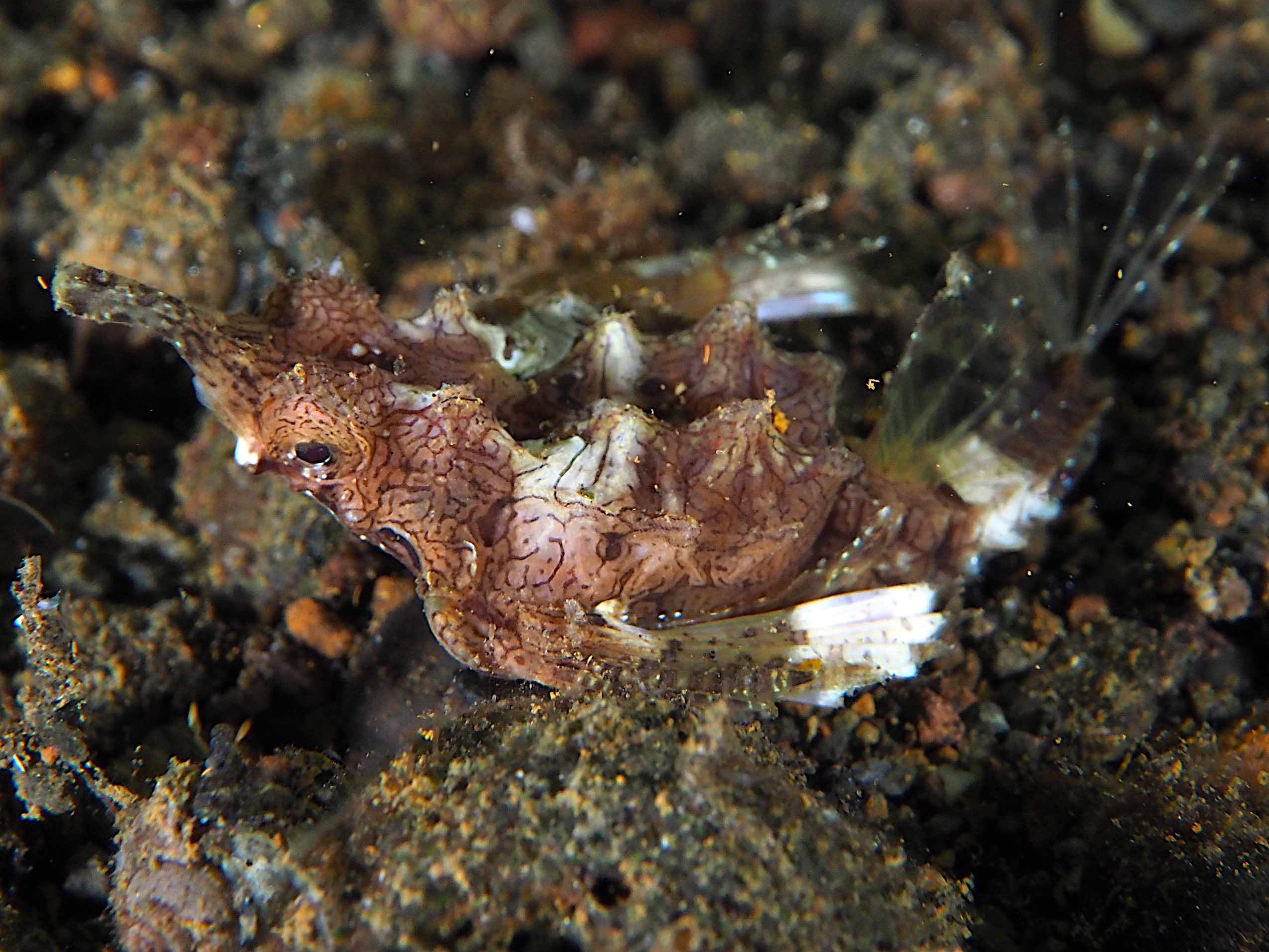 Dragon Sea Moth - Eurypegasus draconis