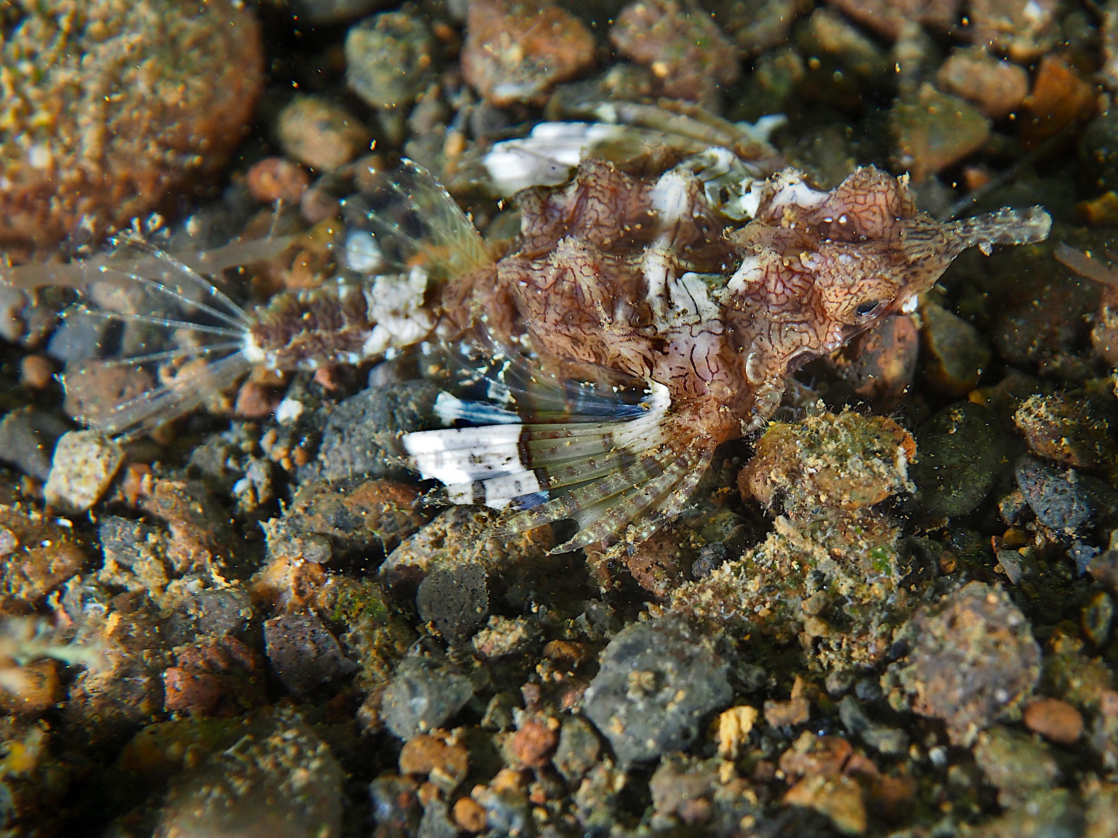 Dragon Sea Moth - Eurypegasus draconis