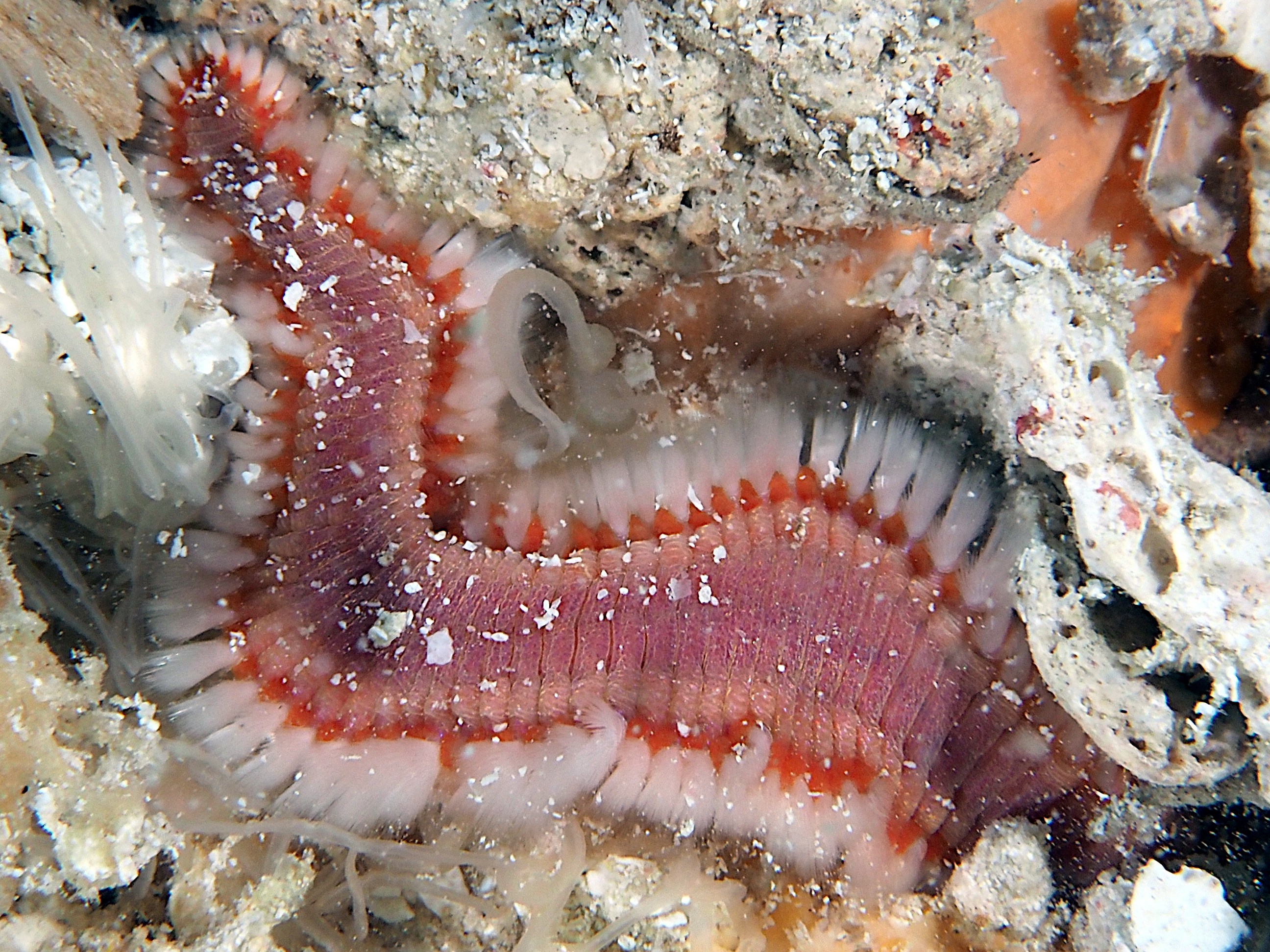Orange Fireworm - Eurythoe complanata