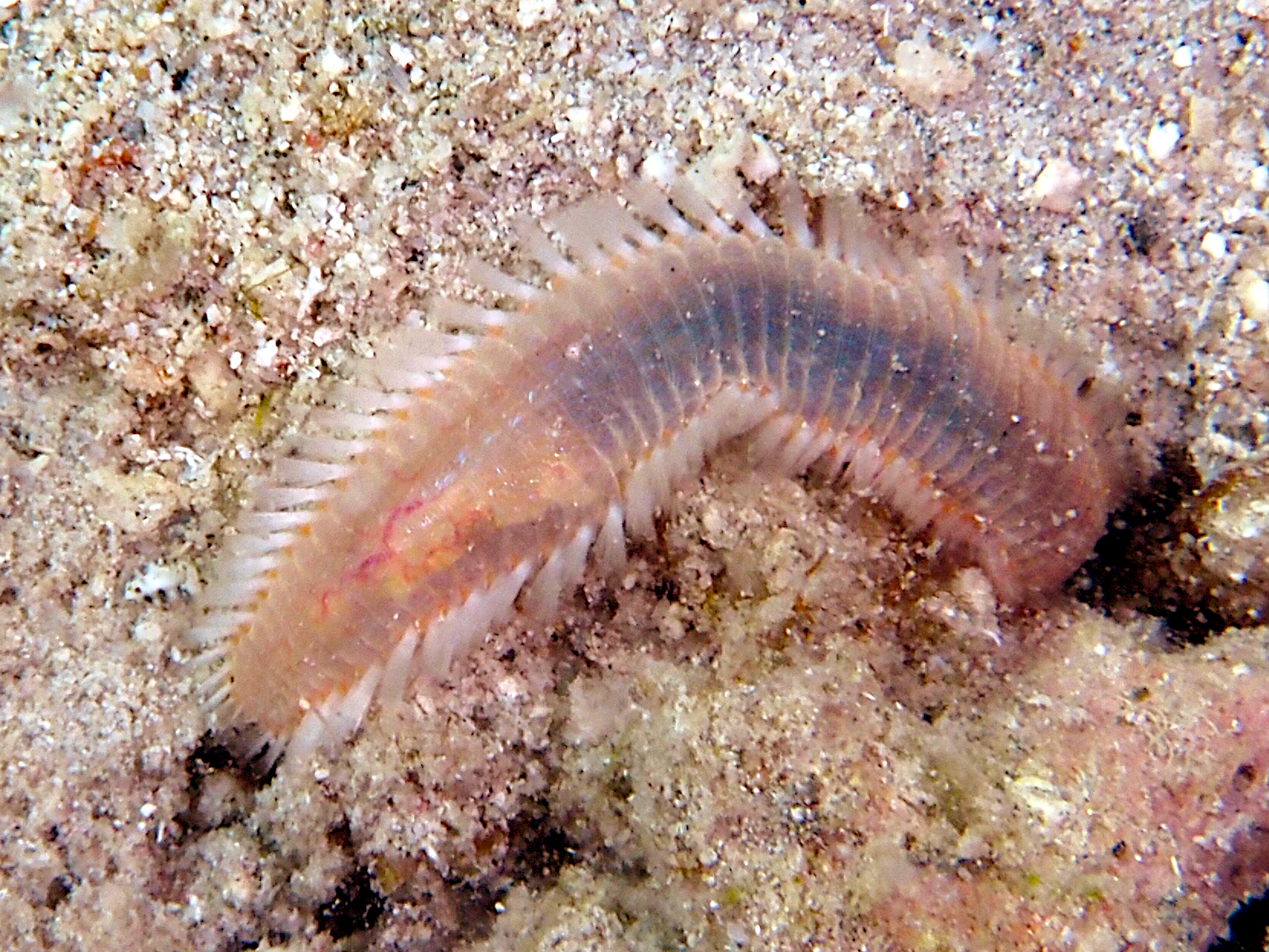 Orange Fireworm - Eurythoe complanata