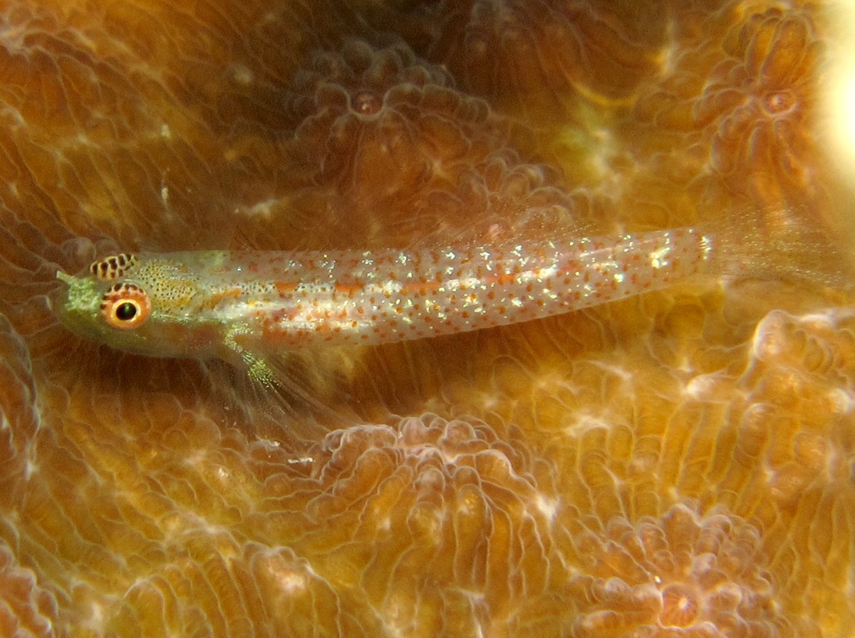 Redspotted Dwarfgoby - Eviota rubrisparsa - Dumaguete, Philippines