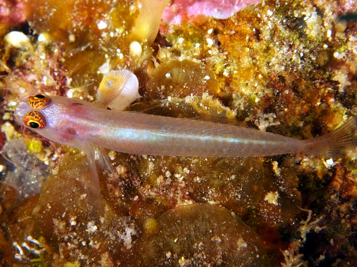 Ear-Spot Dwarfgoby - Eviota karaspila - Fiji