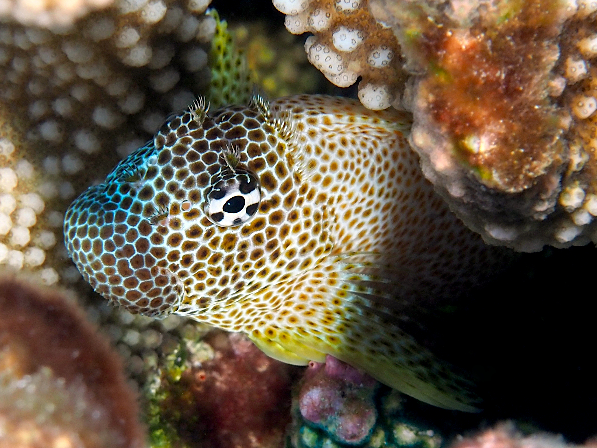 Leopard Blenny - Exallias brevis