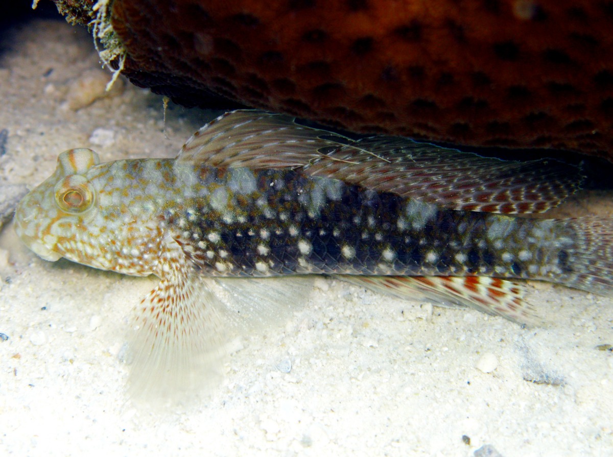 Beautiful Goby - Exyrias belissimus - Palau