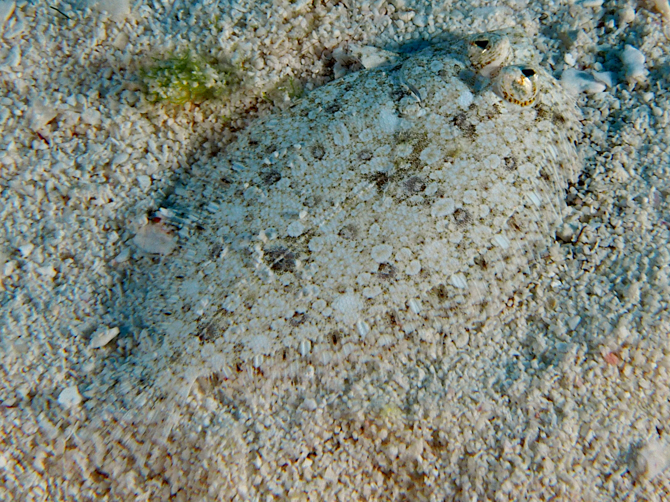 Eyed Flounder - Bothus ocellatus