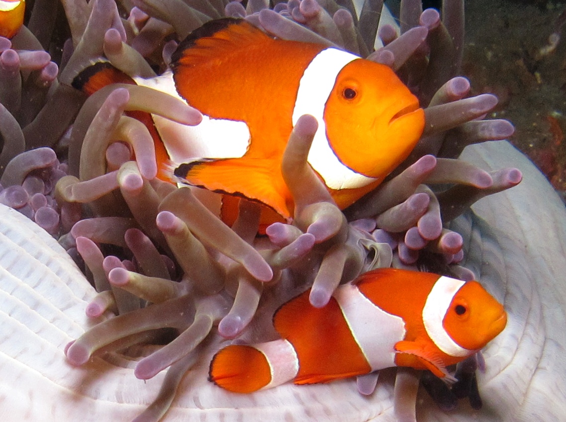 False Clown Anemonefish - Amphiprion ocellaris