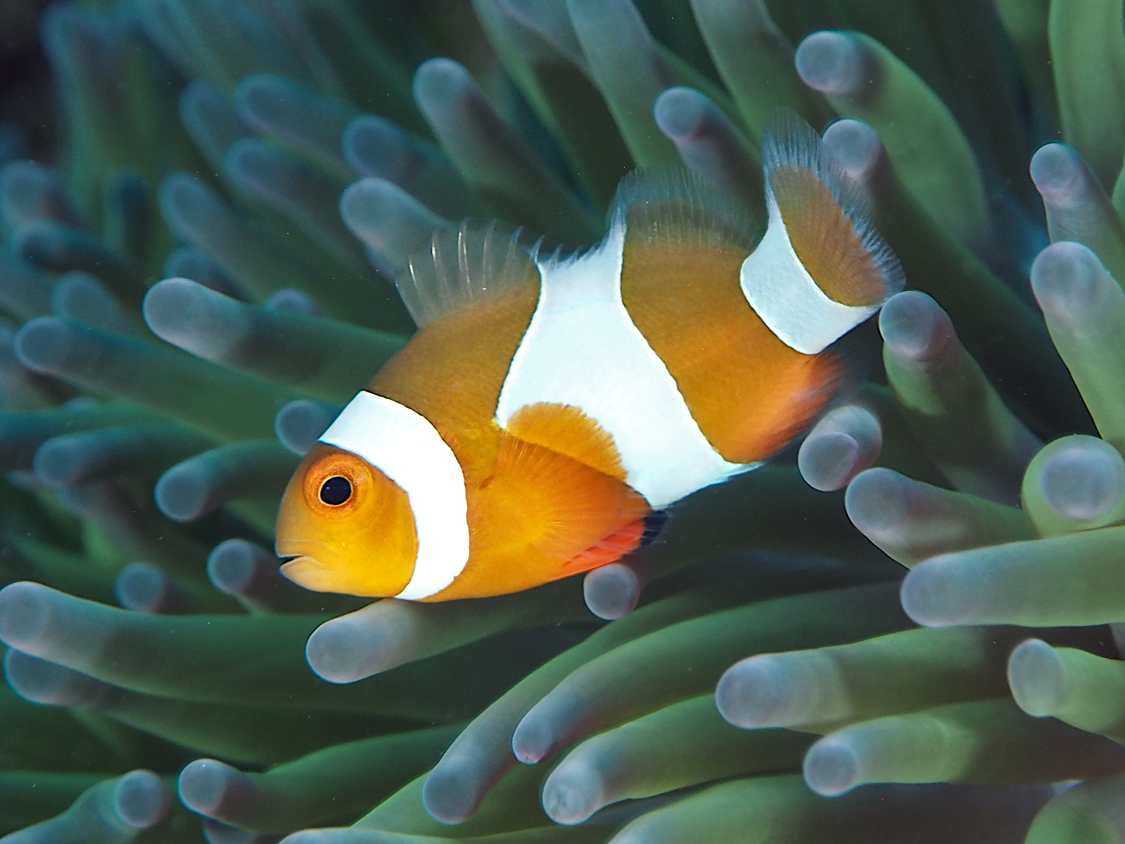 False Clown Anemonefish - Amphiprion ocellaris