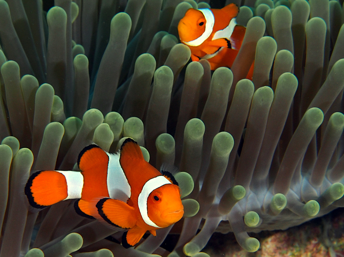 False Clown Anemonefish - Amphiprion ocellaris