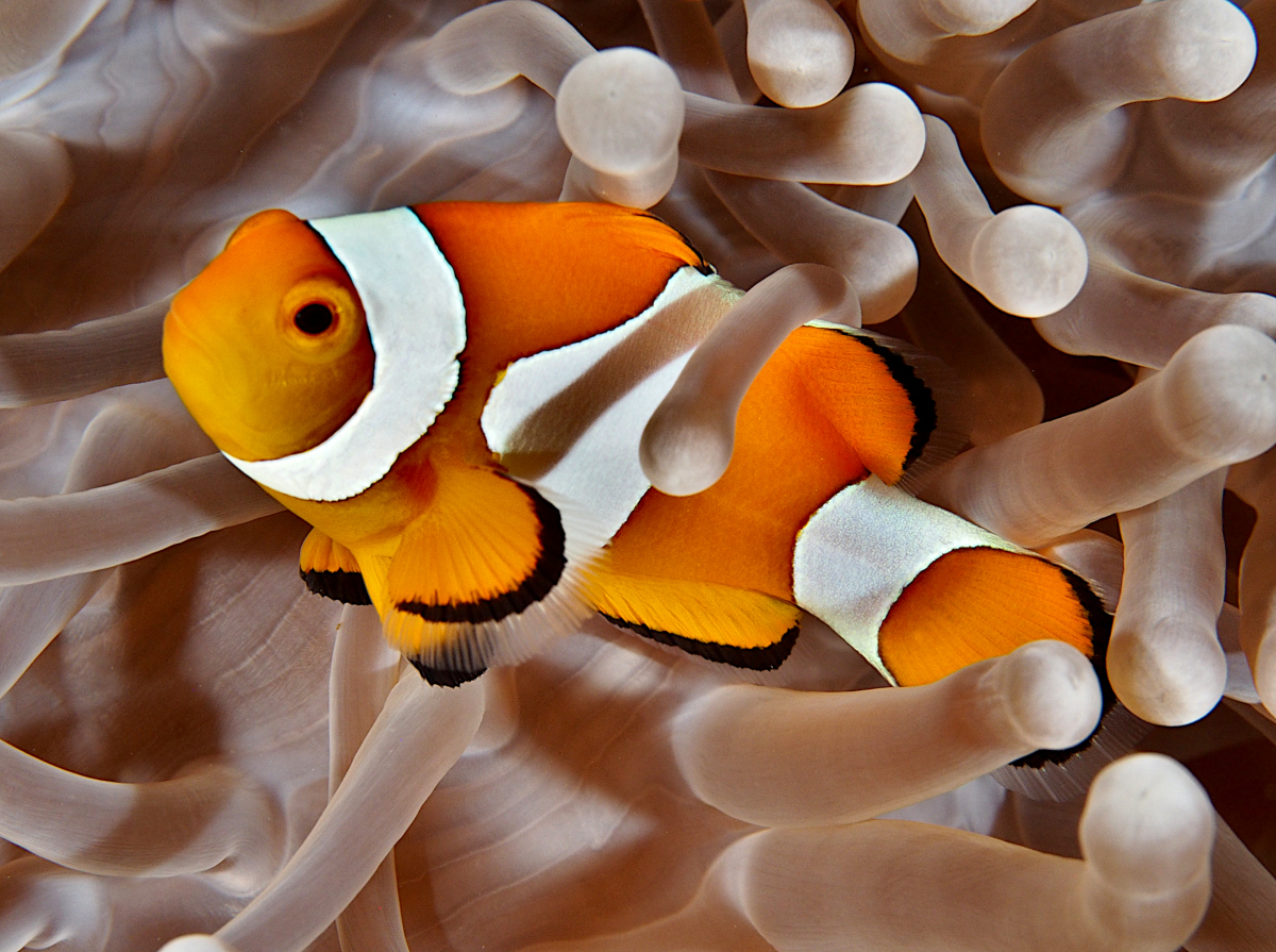 False Clown Anemonefish - Amphiprion ocellaris