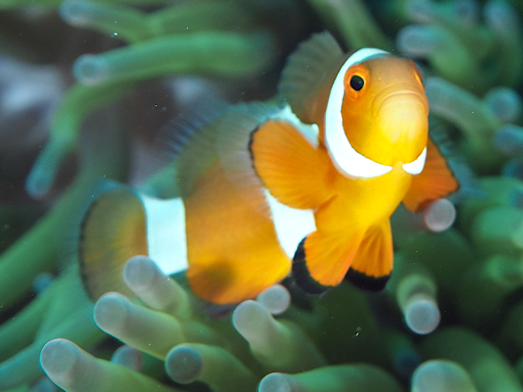 False Clown Anemonefish - Amphiprion ocellaris