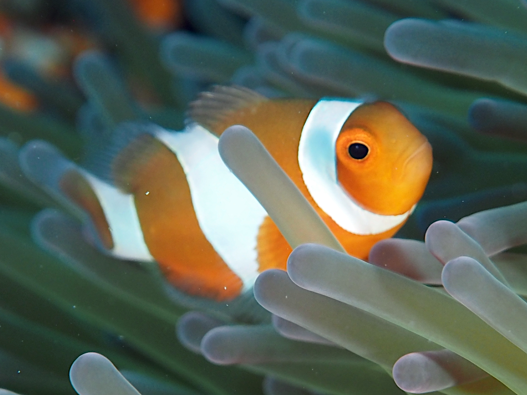 False Clown Anemonefish - Amphiprion ocellaris
