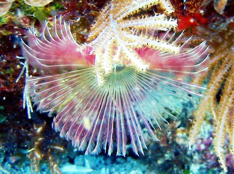Split-Crown Feather Duster - Anamobaea orstedii