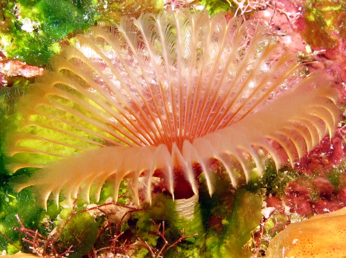 Split-Crown Feather Duster - Anamobaea orstedii