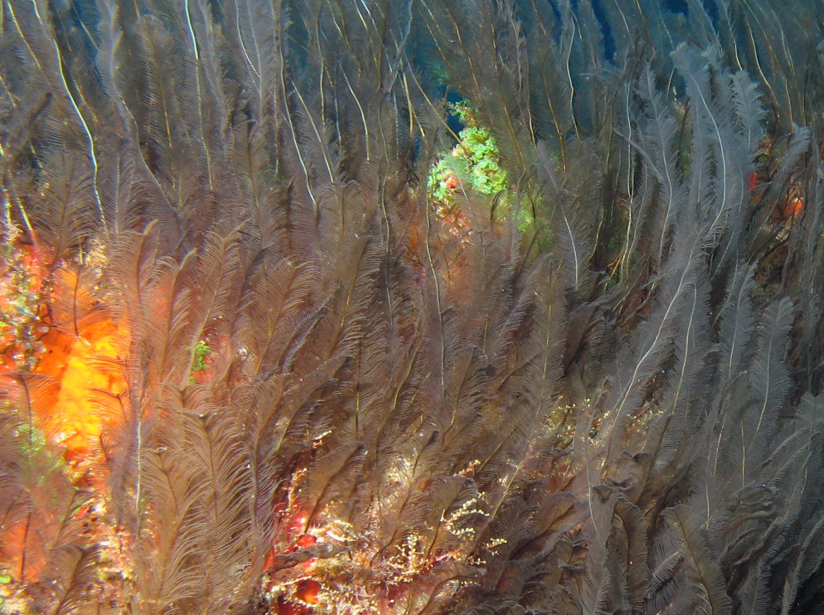 Feather Hydroid - Gymnangium allmani