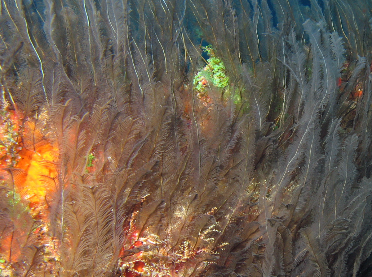 Feather Hydroid - Gymnangium allmani