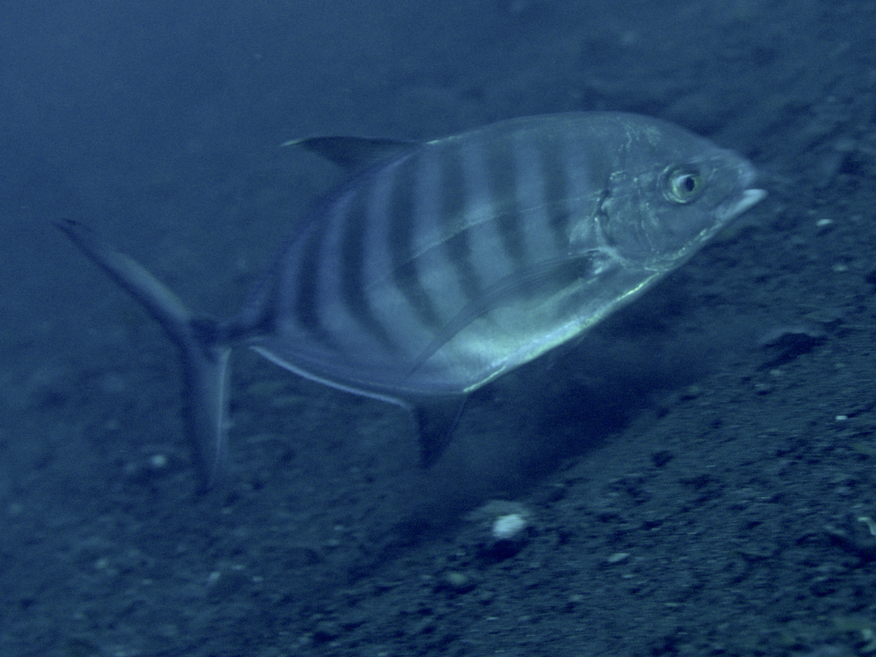 Blue Trevally - Ferdauia ferdau