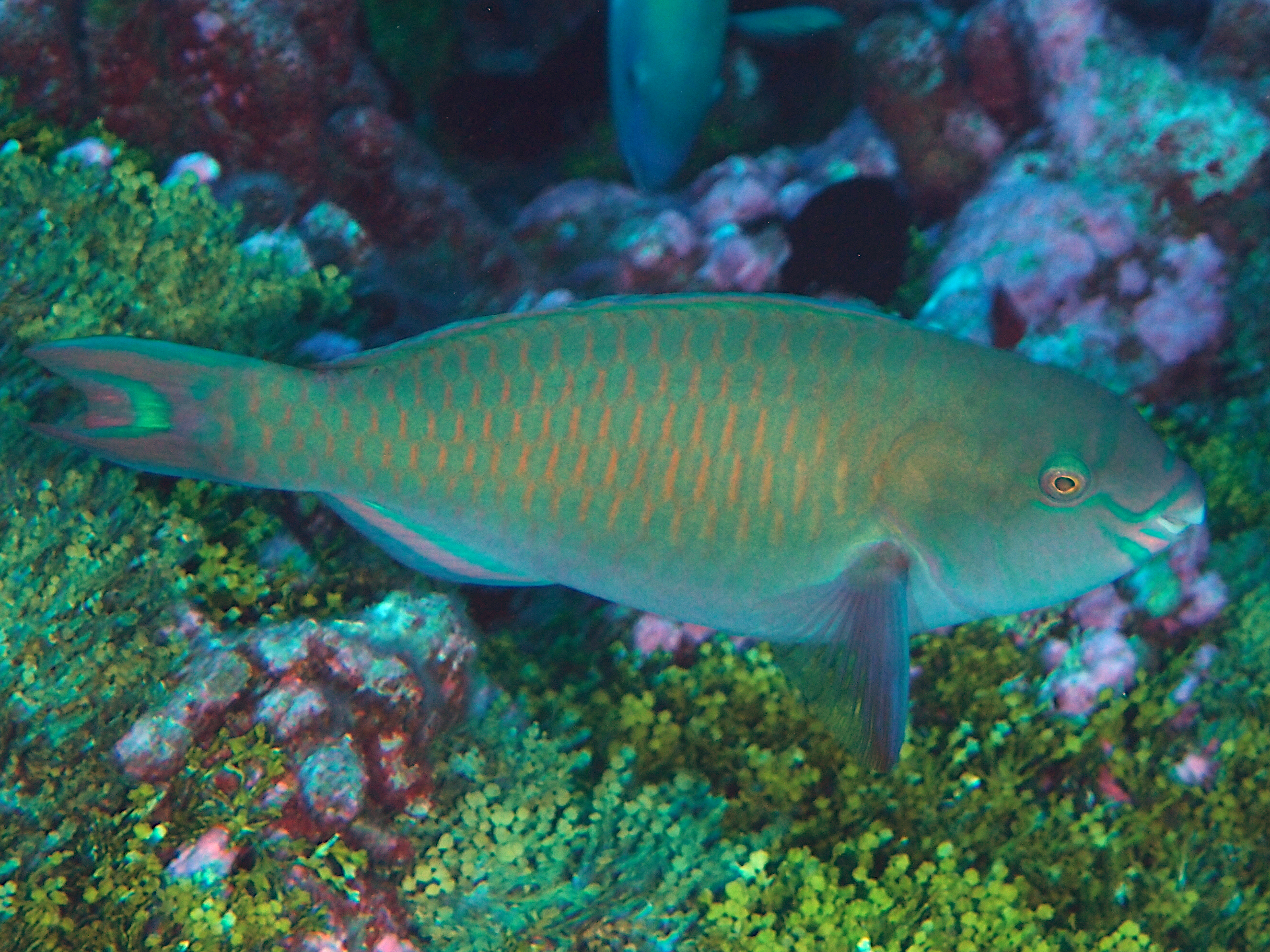Festive Parrotfish - Scarus festivus - Rangiroa, French Polynesia