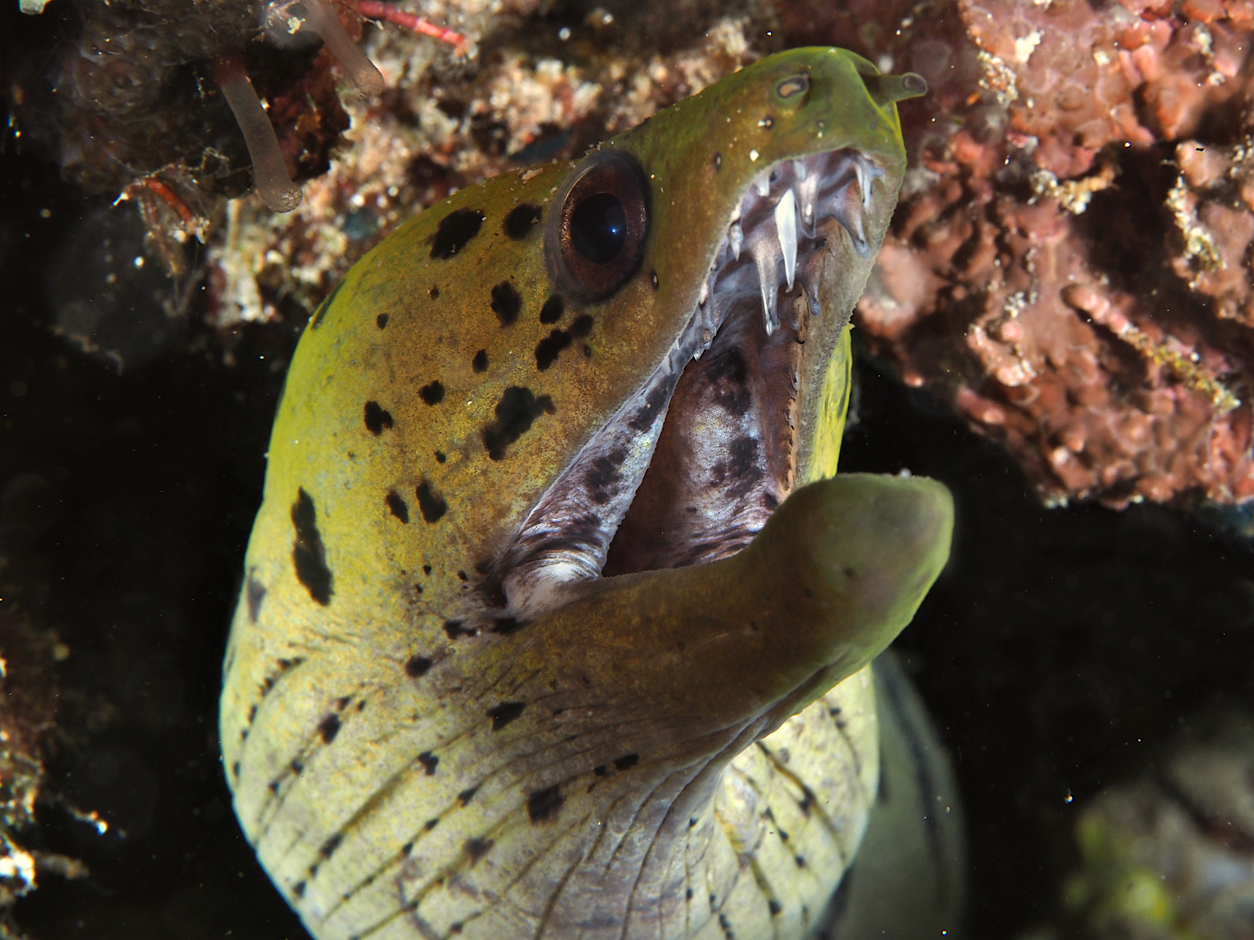 Fimbriated Moray Eel - Gymnothorax fimbriatus