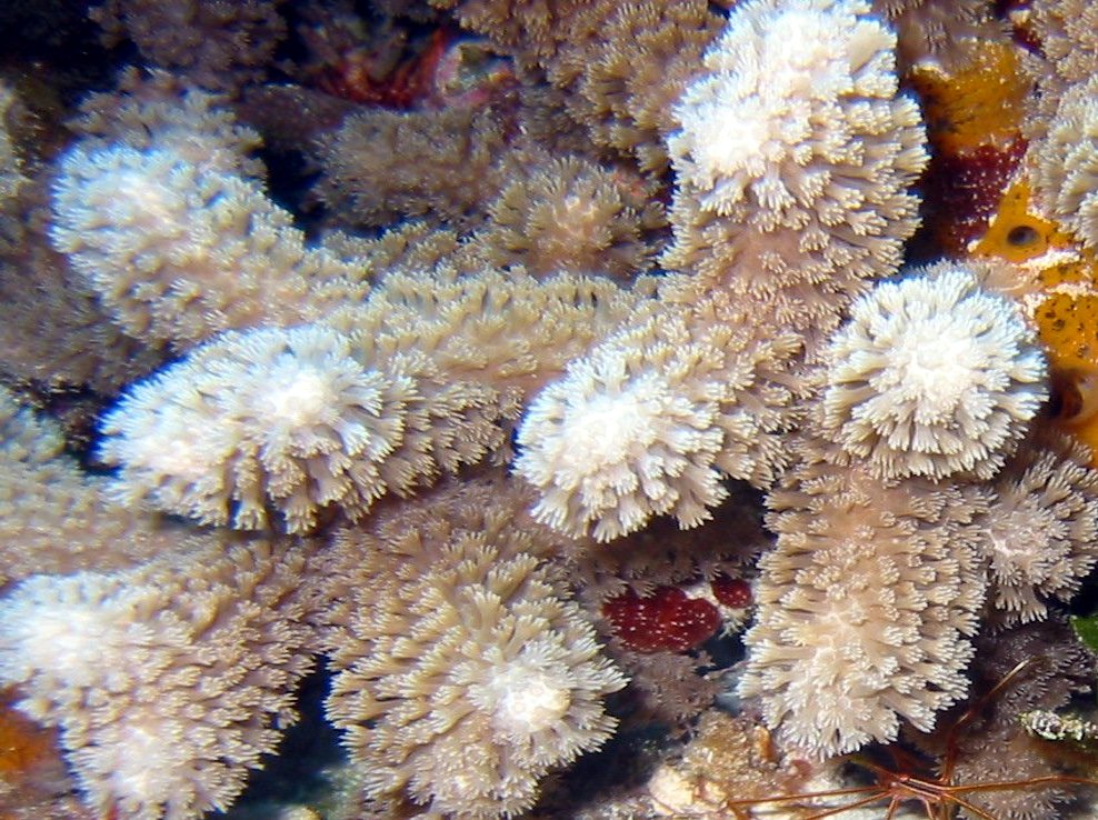 Clubtip Finger Coral - Porites porites - Key Largo, Florida
