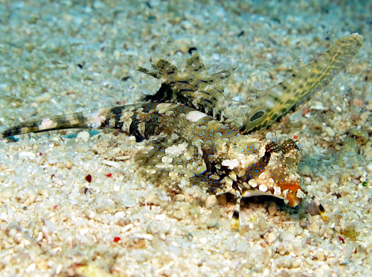 Fingered Dragonet - Dactylopus dactylopus - Dumaguete, Philippines