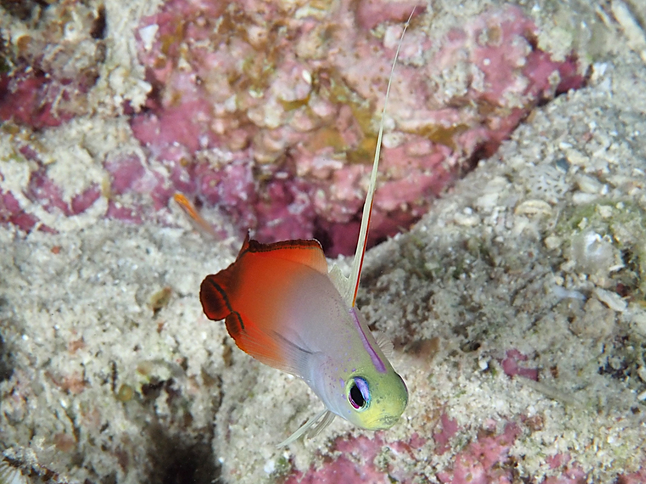 Fire Dartfish - Nemateleotris magnifica